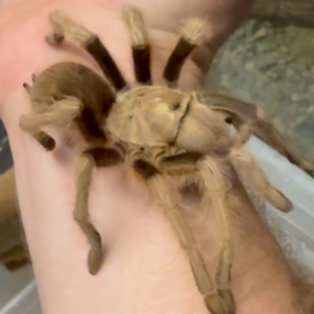 Dan - Arizona Blonde Tarantula ⭐