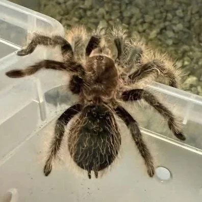 Moe - Curly Haired Tarantula