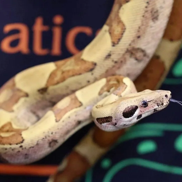 Rose - Hypo Salmon Boa Constrictor ⭐