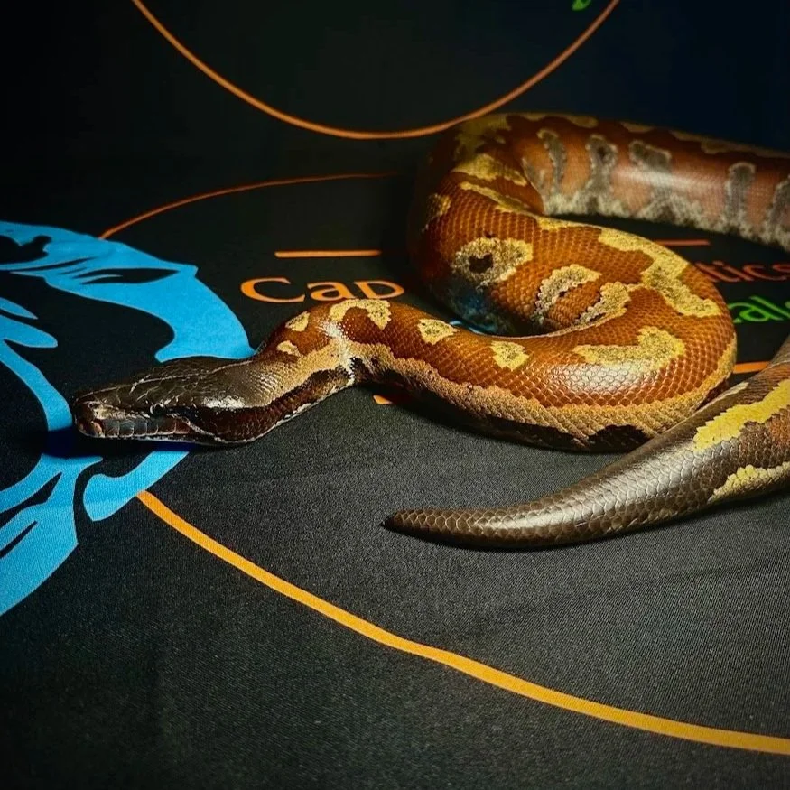 Maves - Short Tailed Blood Python