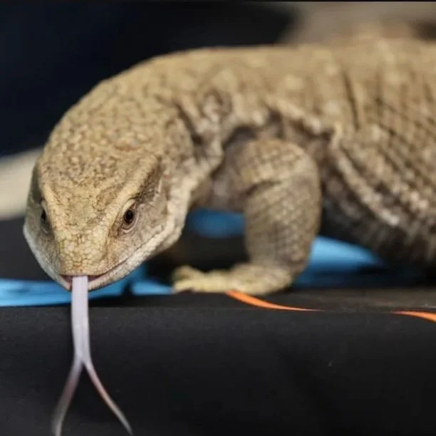 Stubby - Savanah Monitor