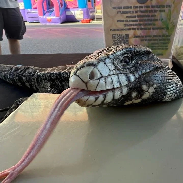 Rambo - Argentine Black & White Tegu ⭐