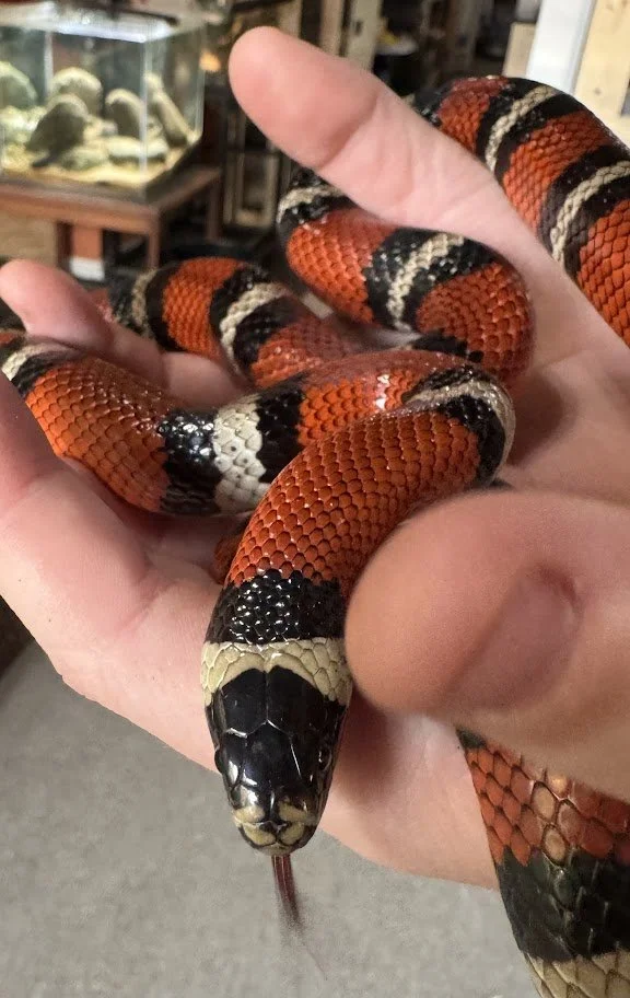 Haribo - Nelsons Milk Snake