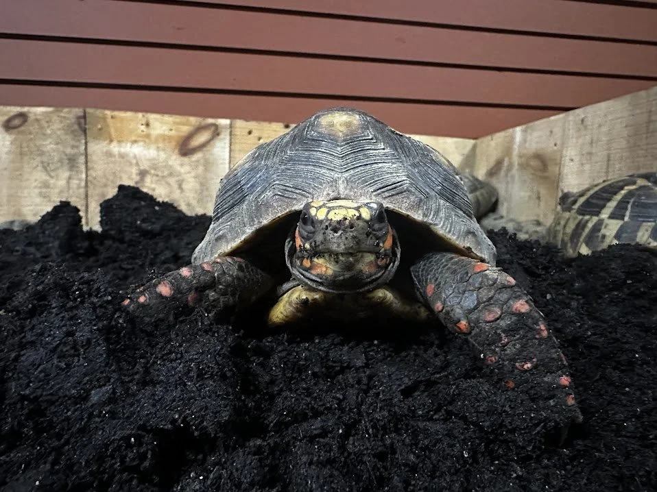 Raphael - Red Foot Tortoise