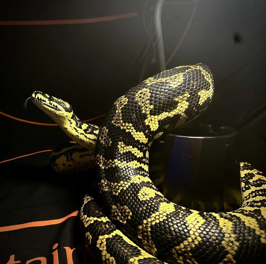 Bee - Jungle Carpet Python ⭐ 
(Currently Unavailable)