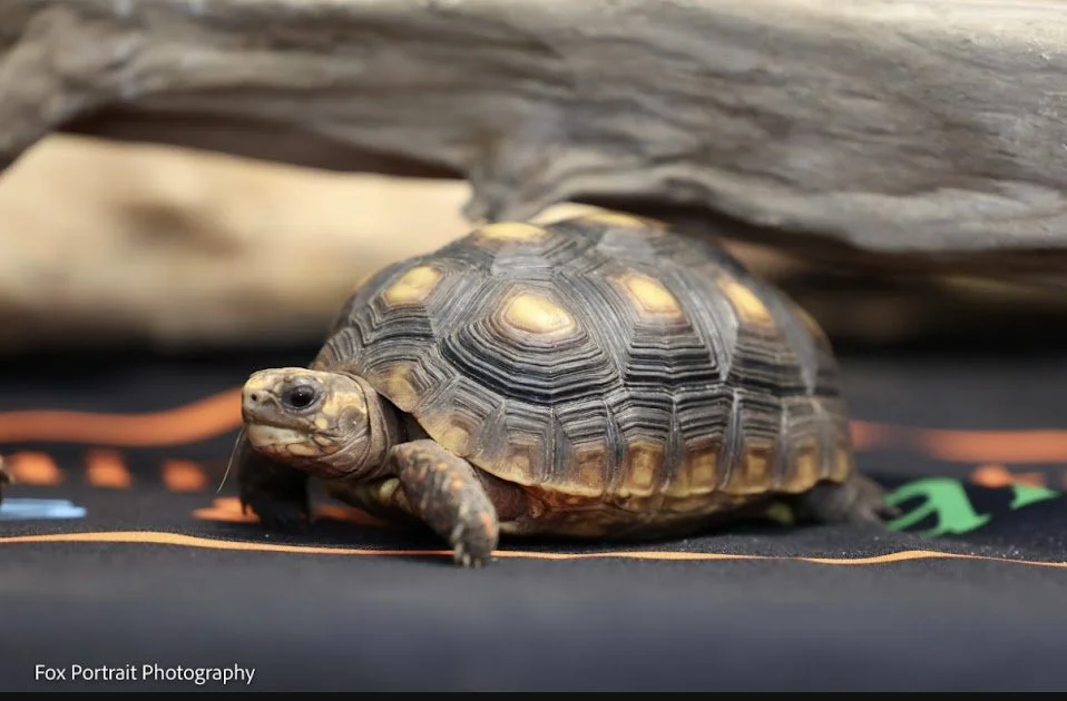 Leo - Red Foot Tortoise