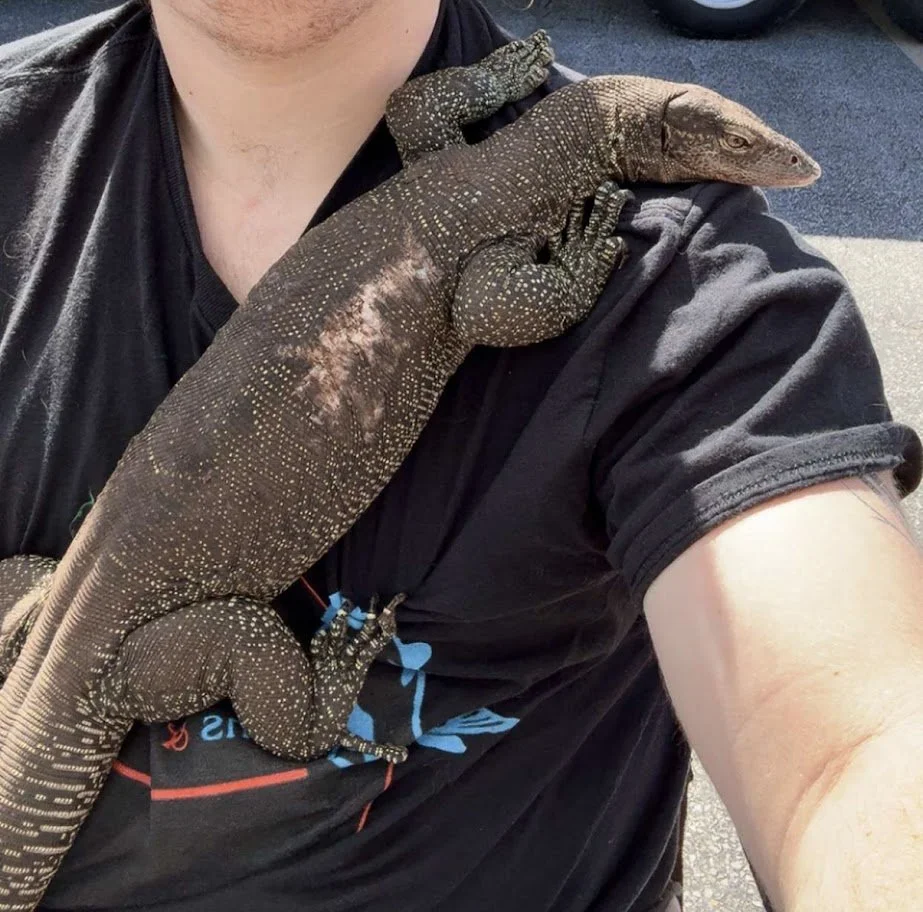 Chester - Mangrove Monitor