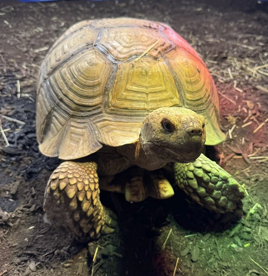 Dozer - Sulcata Tortoise