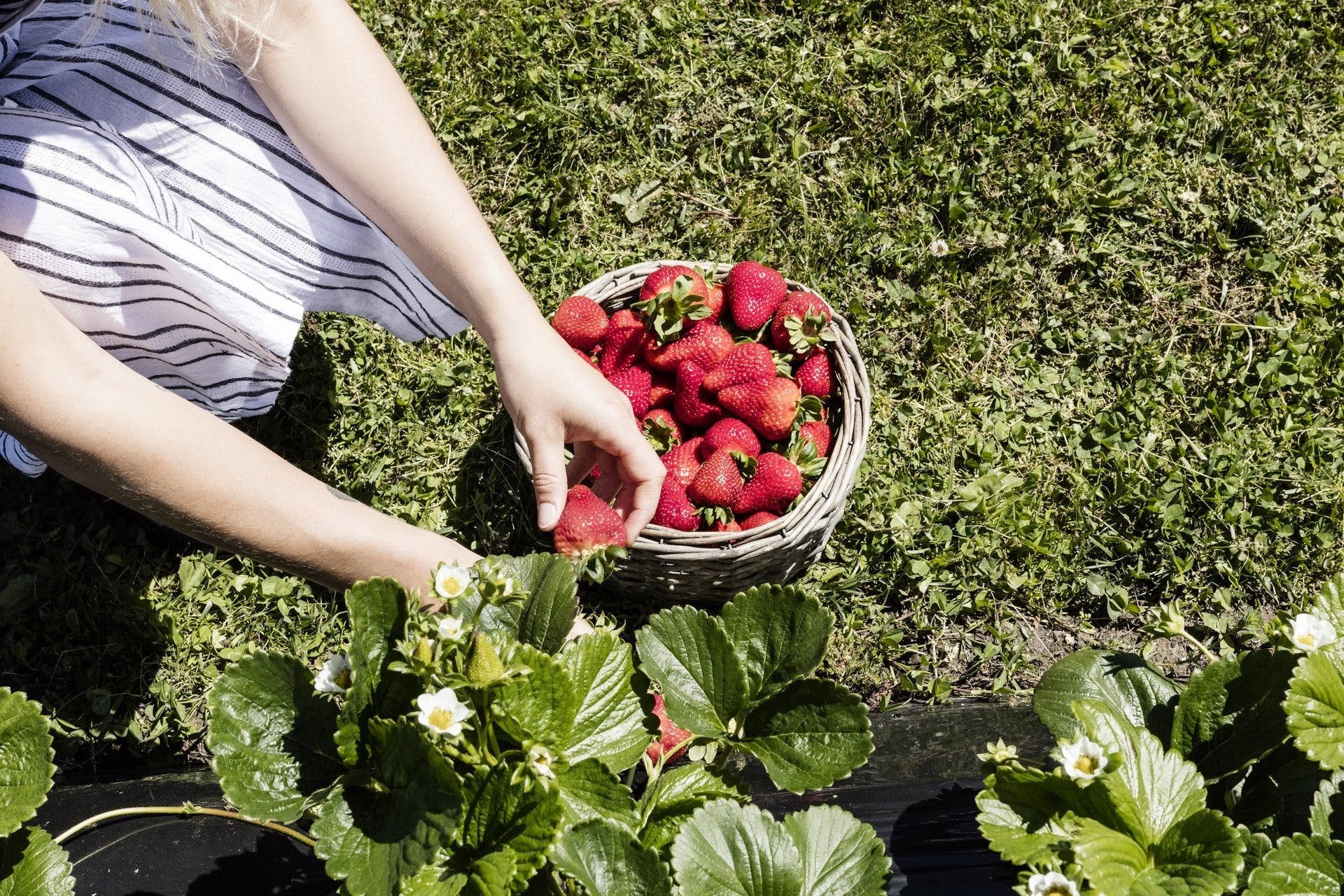 Berry World.jpeg