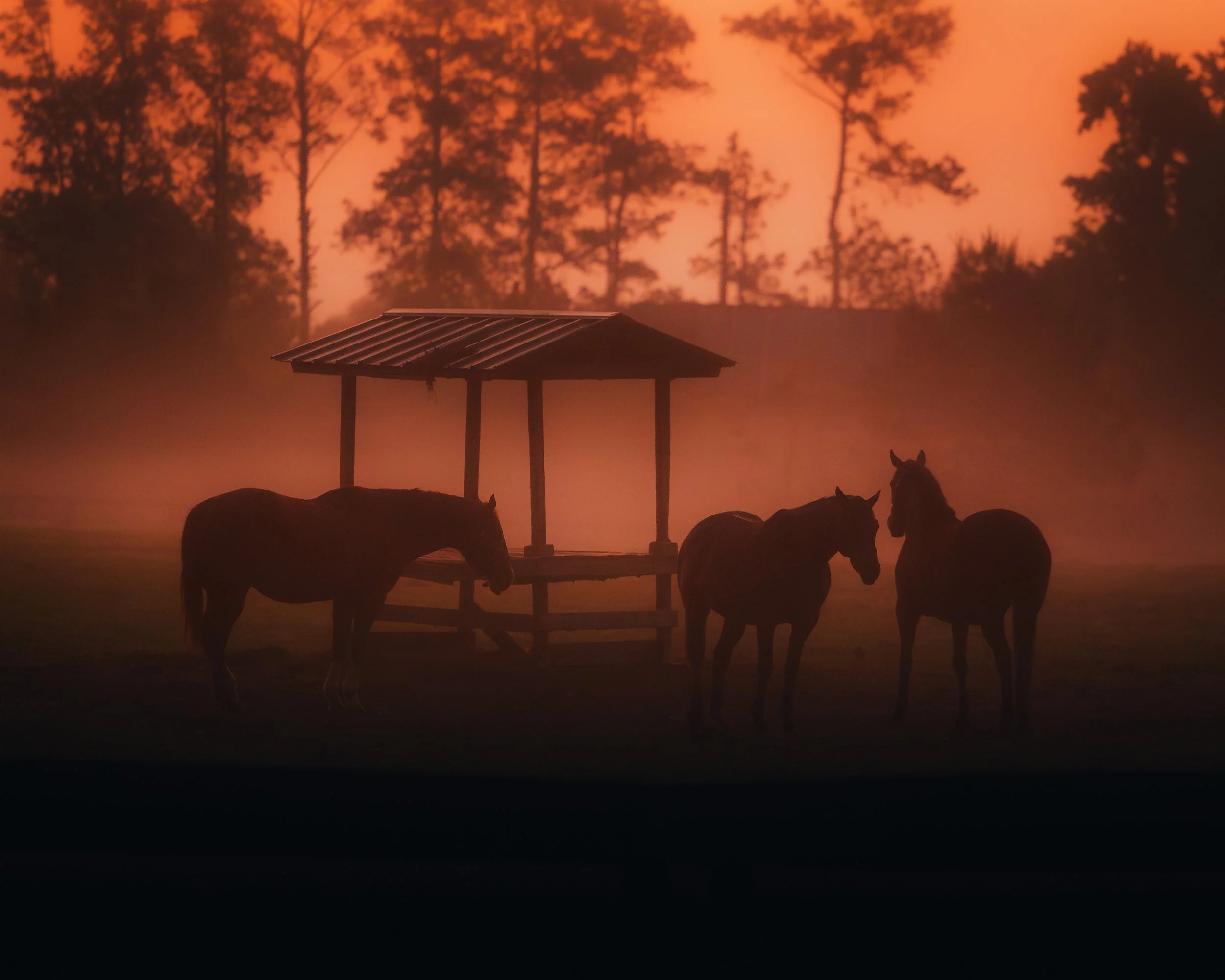 980A7044-Enhanced-NR.jpg