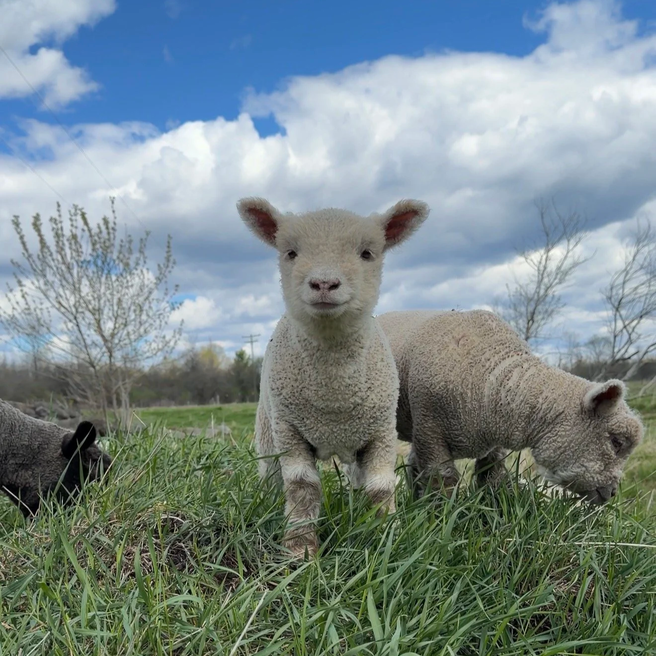 Blanche the white babydoll lamb