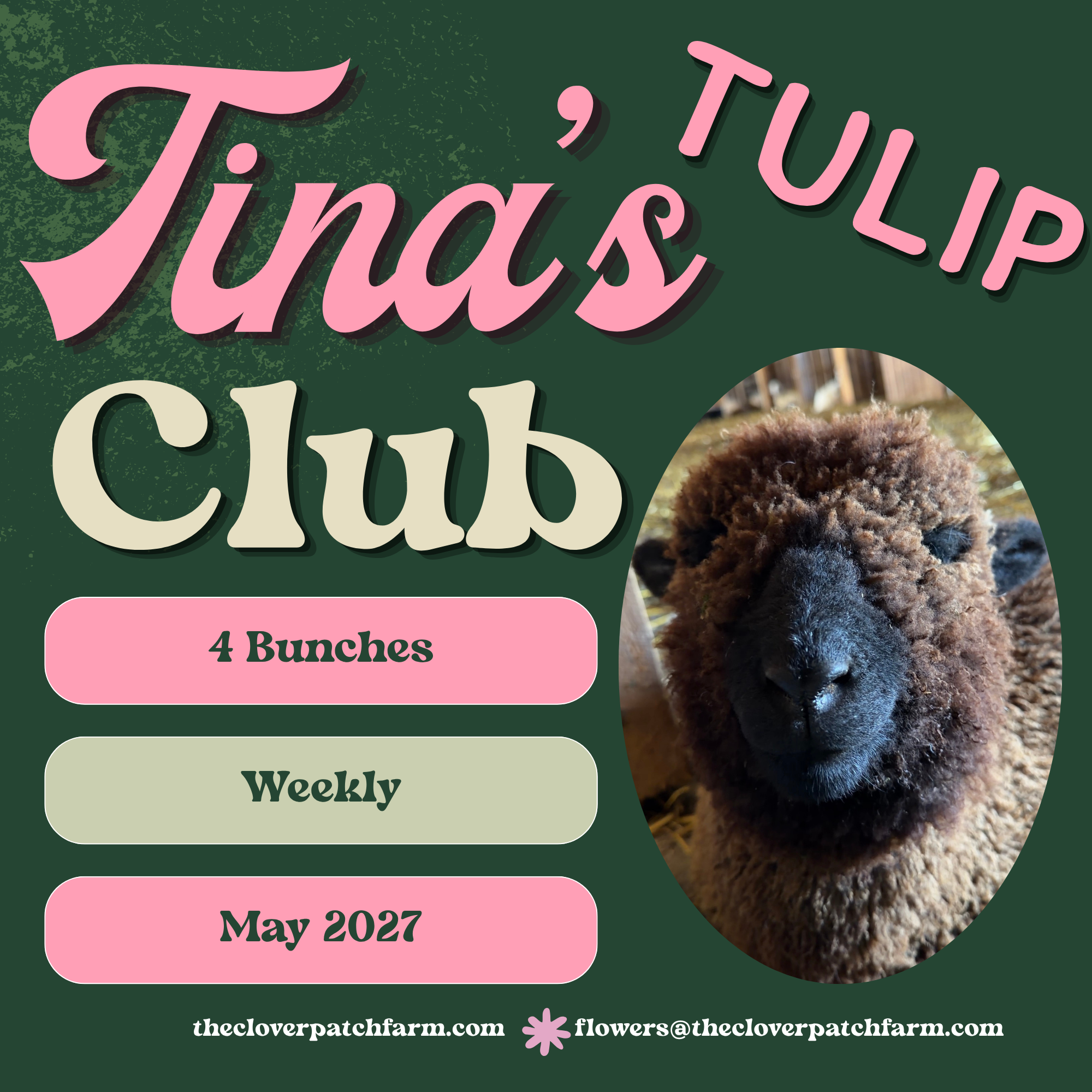 ADD-ON ONLY - Tina's Tulip Club 2027 - 3 Bouquets