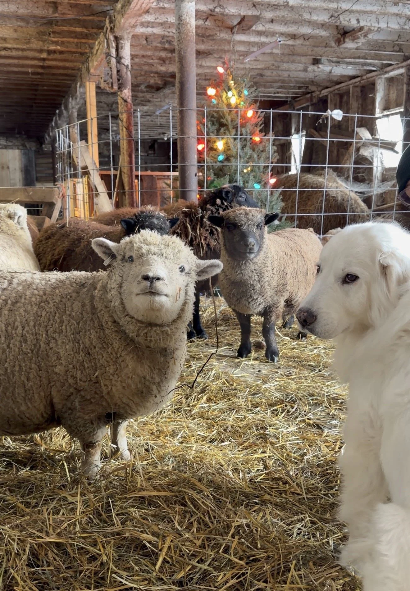 Video Chat with a Sheep
