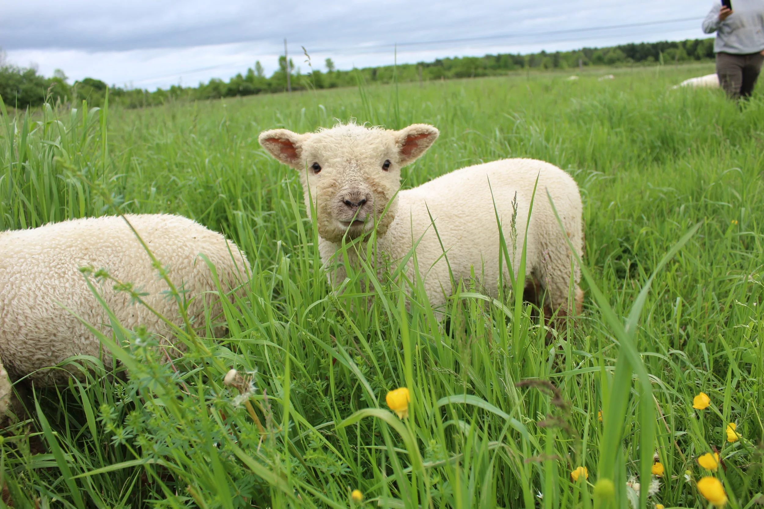Babydoll Sheep, Olde English Southdown Babydoll Sheep, Babydoll Lamb