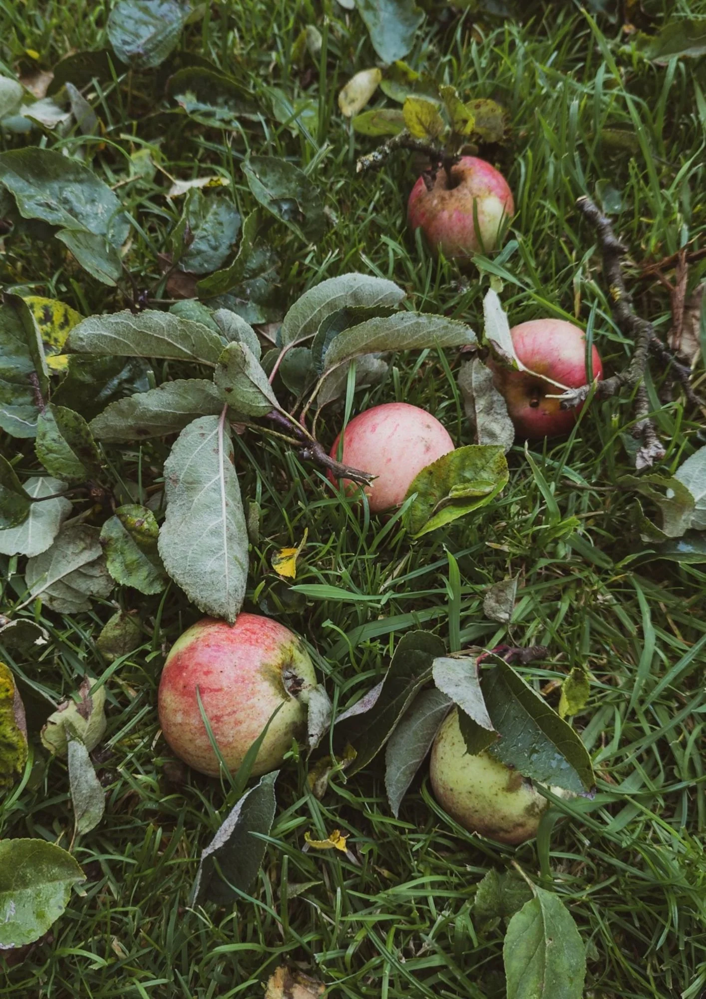 3 herbstliche Rezepte mit Apfel