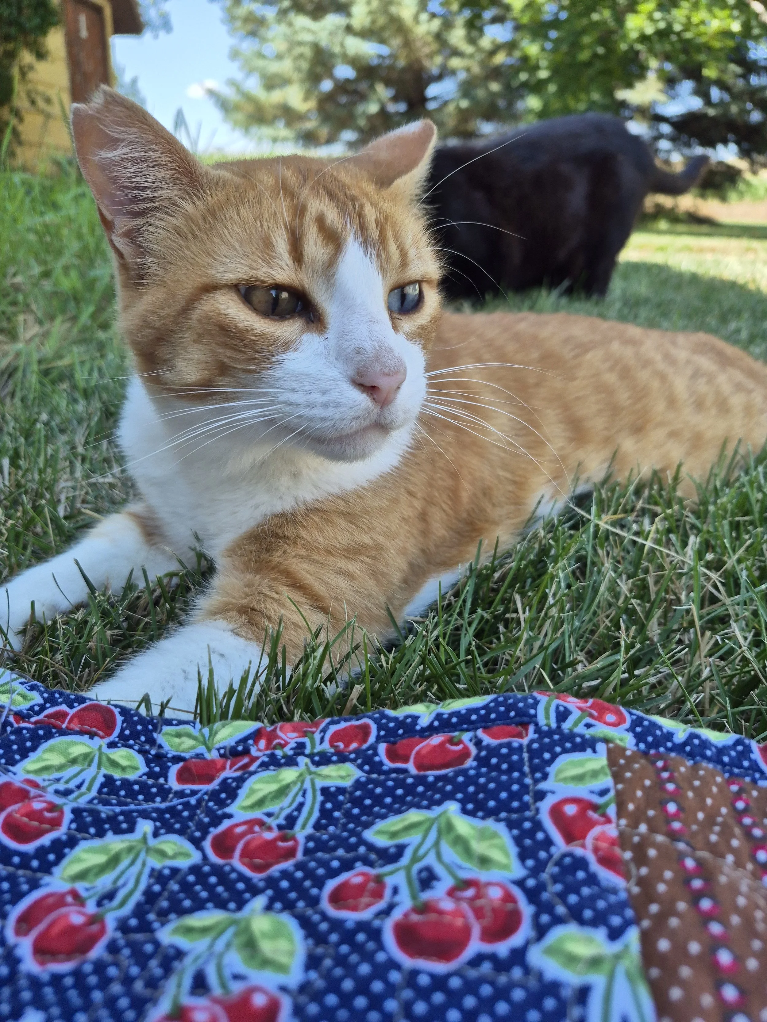 PET  PARADE,  Ladies' Tea