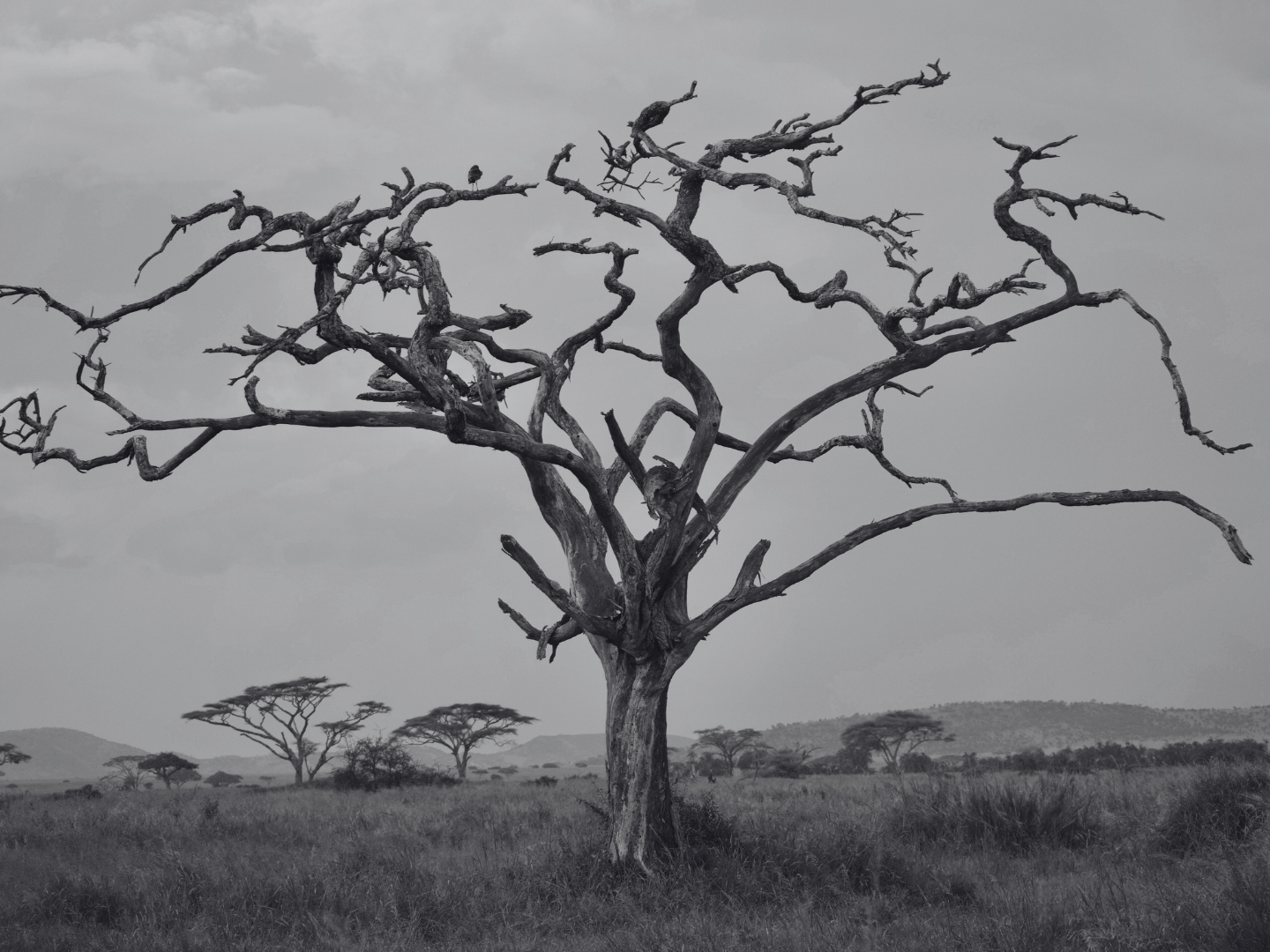 Beyond the Headlines: Reintroducing the Climate Change Conversation in East Africa