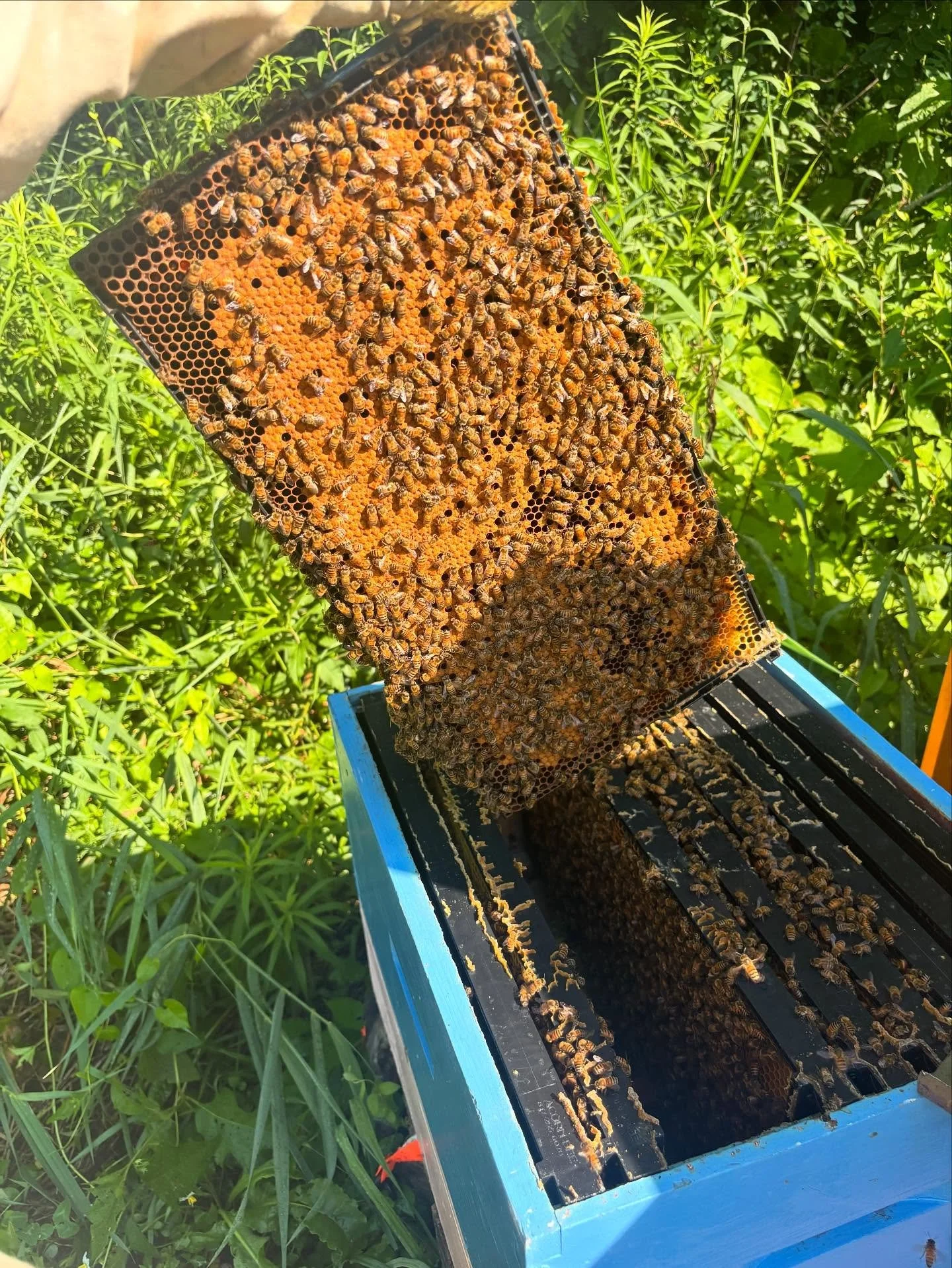 happy 🐝 🍯 💛