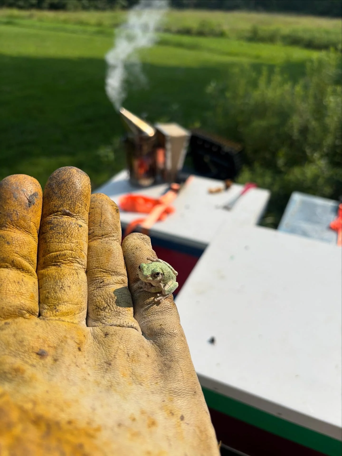 cute visitor 🐸 ✨