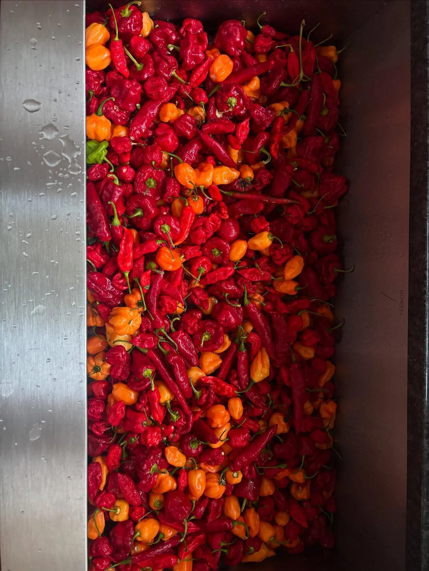 fresh peppers🥵 🍯 !!!!