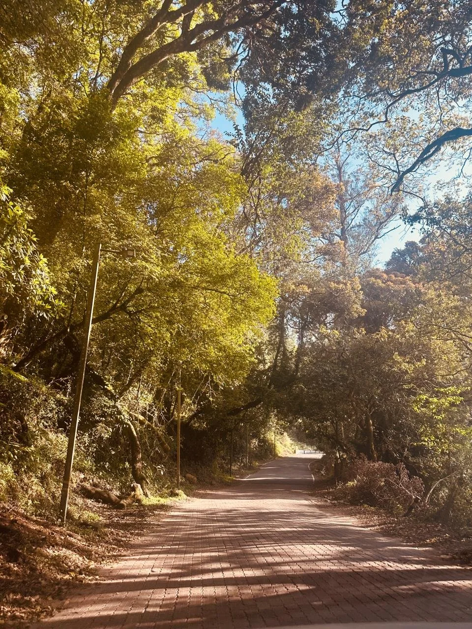 Planning a Trip to Kodaikanal? The Practical Questions, Answered