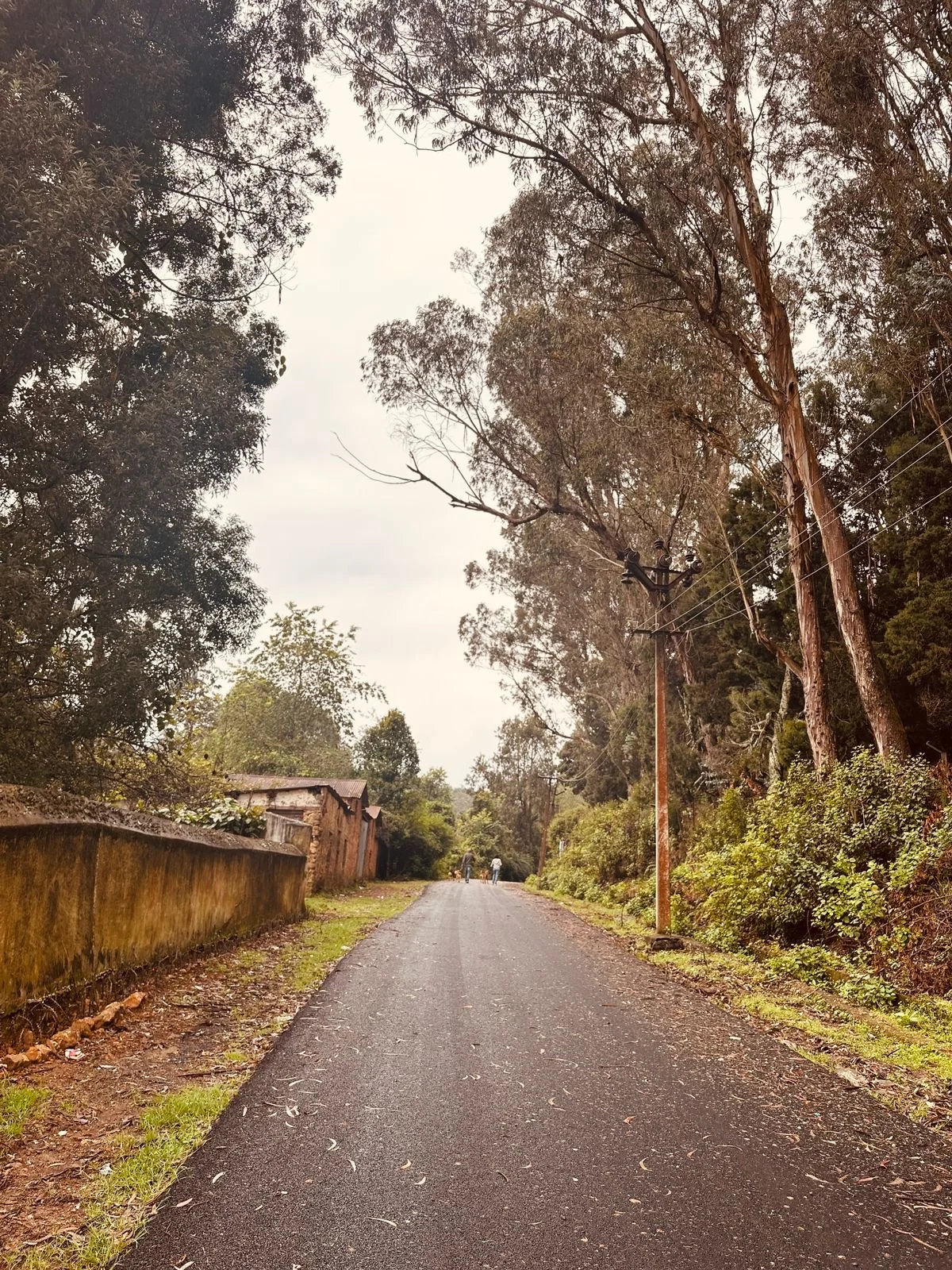 Where to Stay in Kodaikanal: A Local's Honest Guide