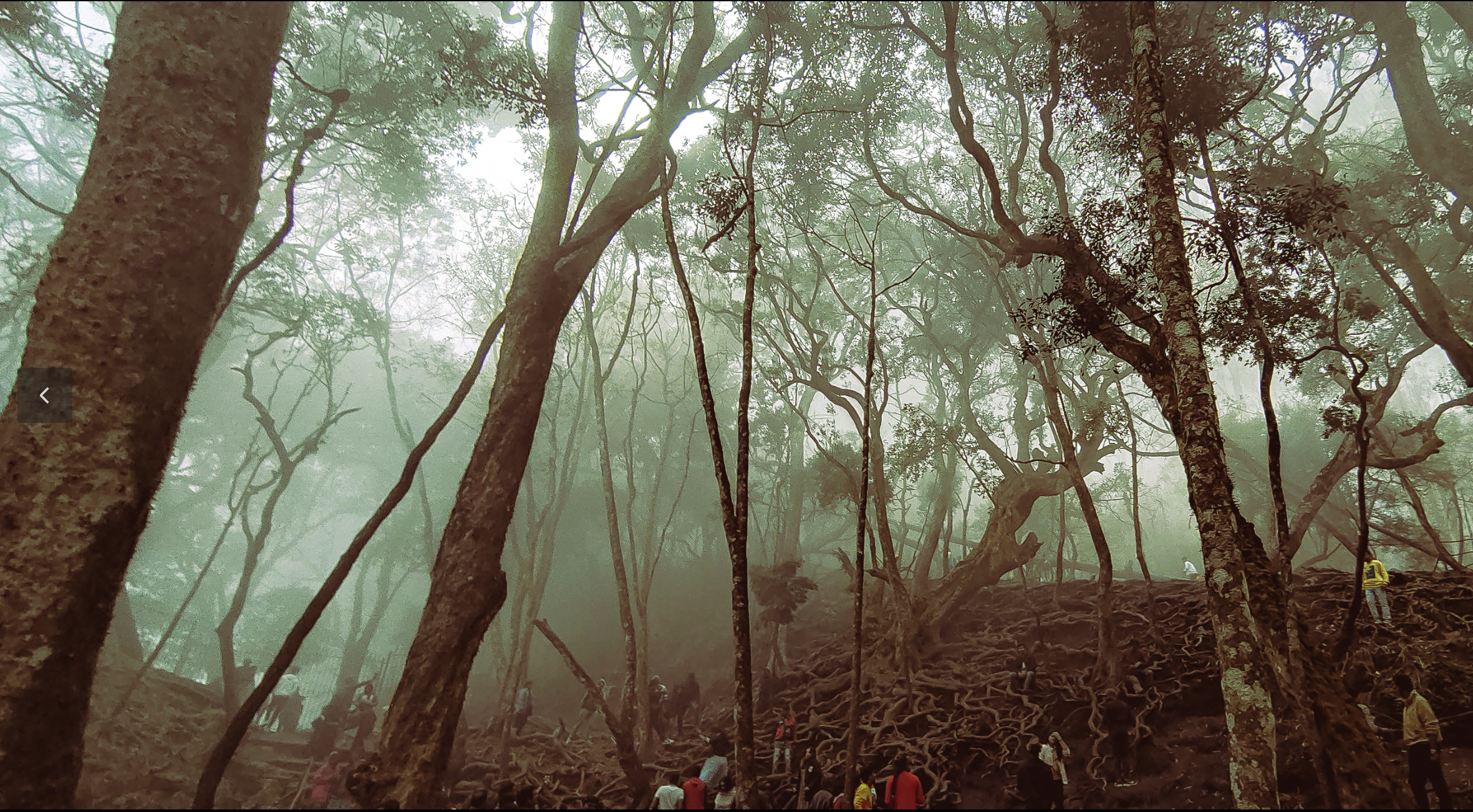 2 to 3 Days in Kodaikanal: A Local's Itinerary