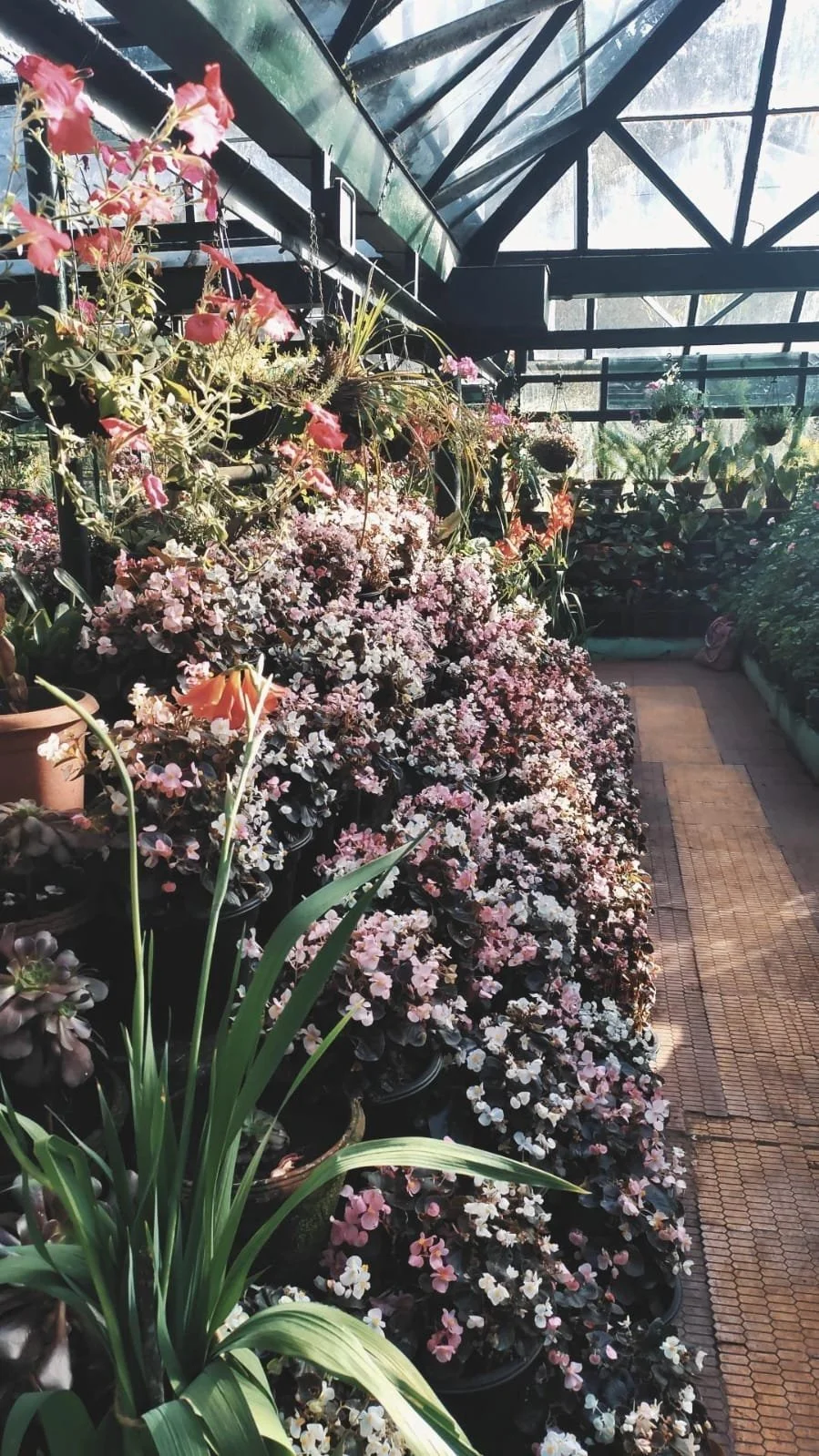 Greenhouse at Bryant Park, Kodaikanal