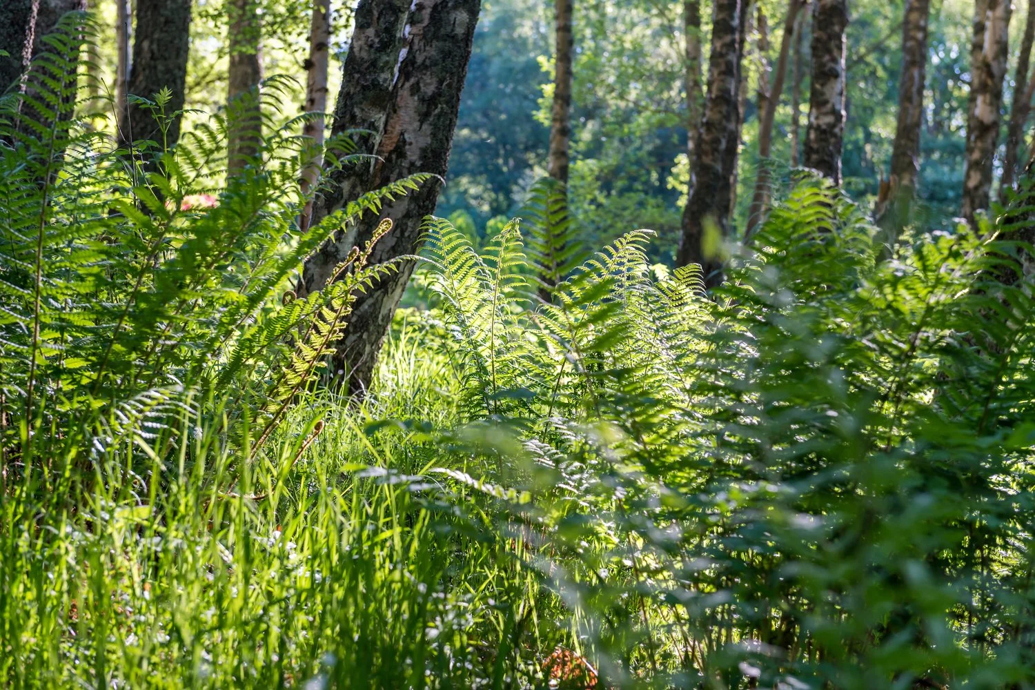 20240520 Darach - Strath Tummel - exterior woodland 020 - low res.jpg