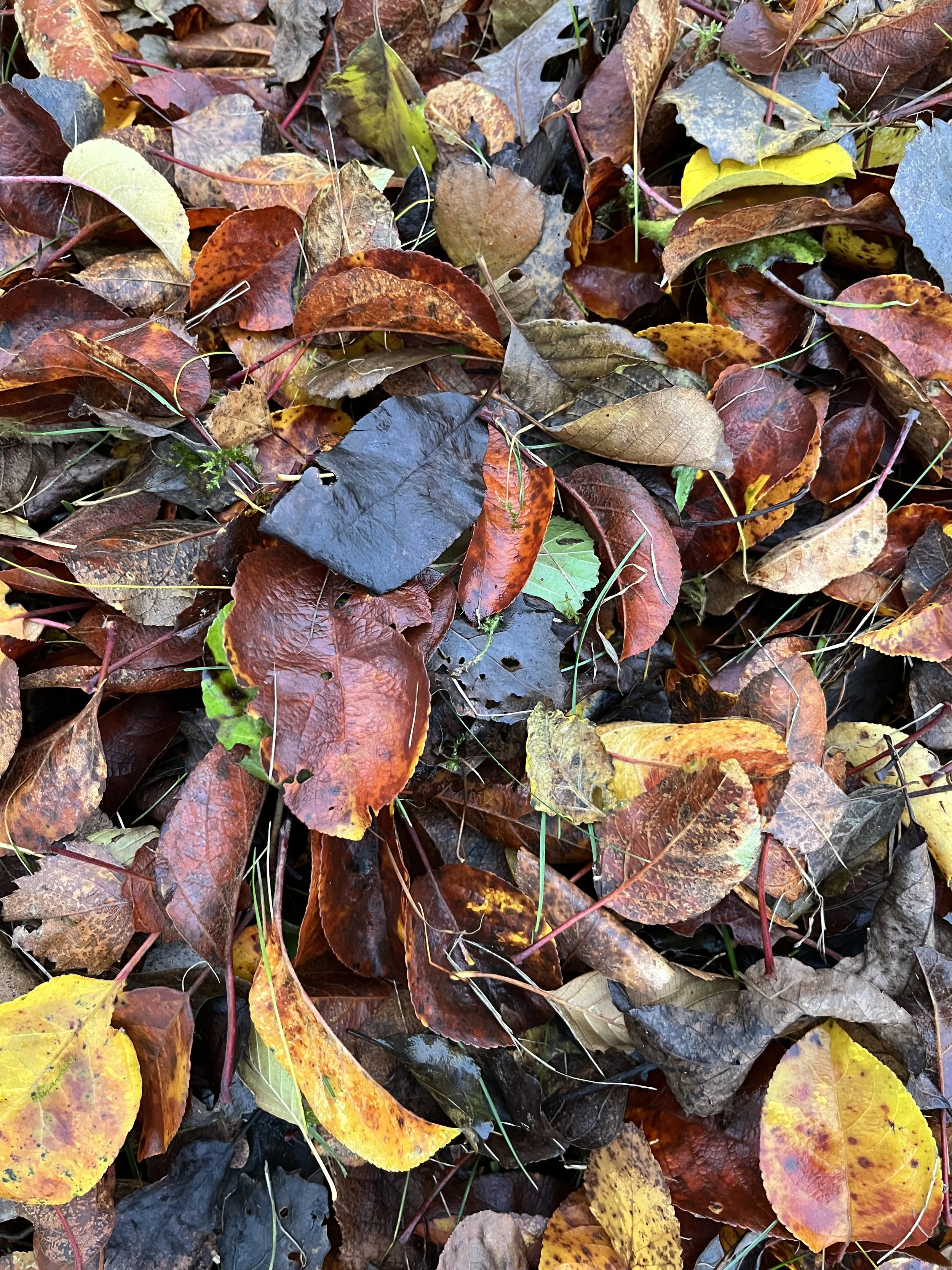 Program Rozwoju Kreatywności