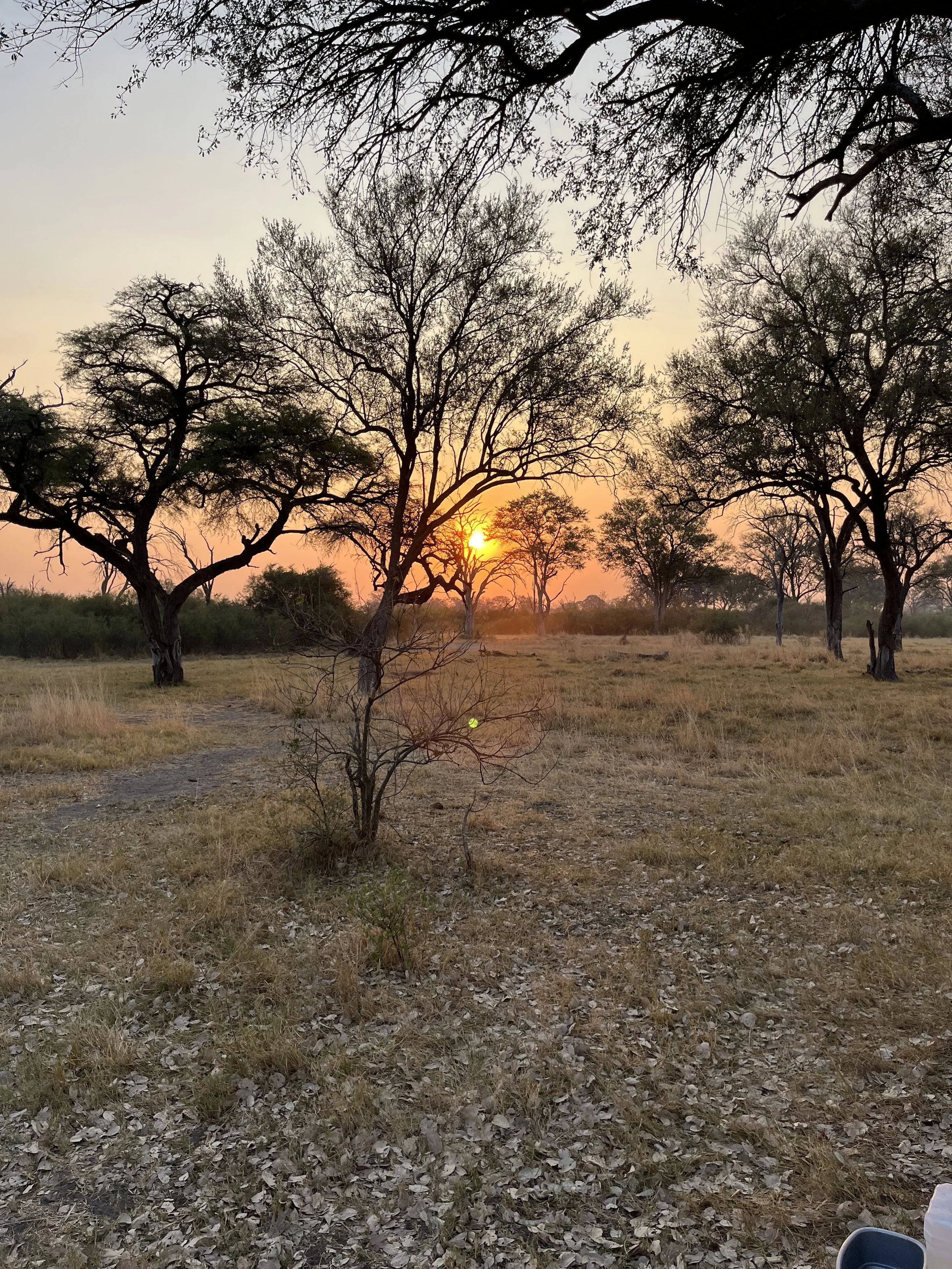 Botswana - rezerwat Moremi