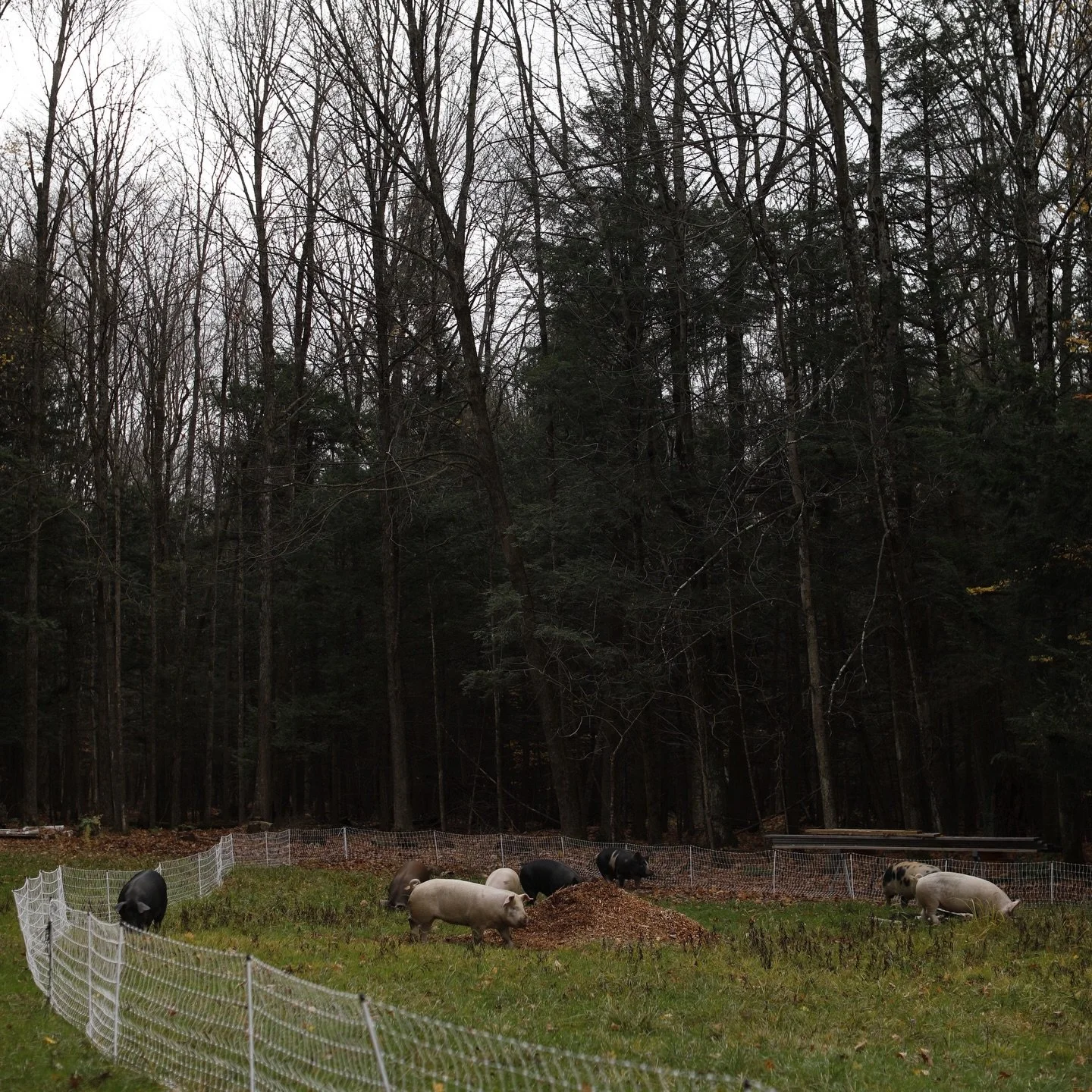 Throwback to last fall (which feels like forever ago because of this long cold winter) &mdash; excited to get our piglets on farm next month! We plan on raising 15 this year and will be saving some to bring to farmers markets next year, so if you are