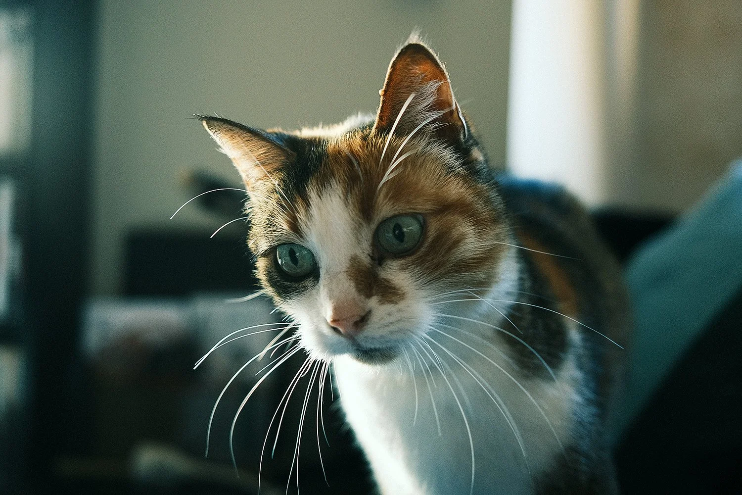 Pose d'un chat éveillé