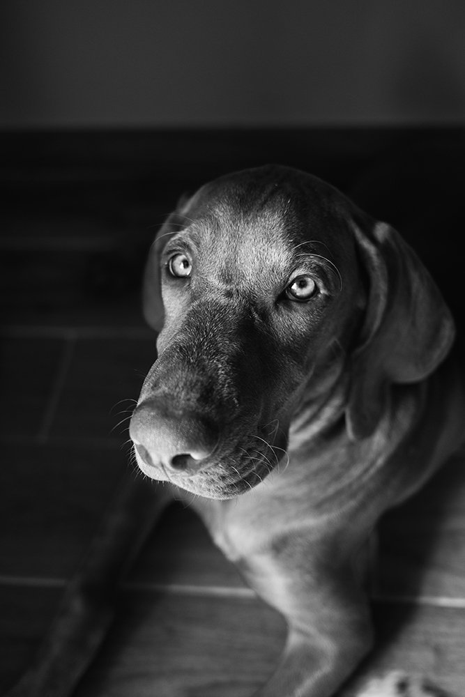 Portrait N&B d'un braque hongrois nommé Boro, âgé de 5 mois.