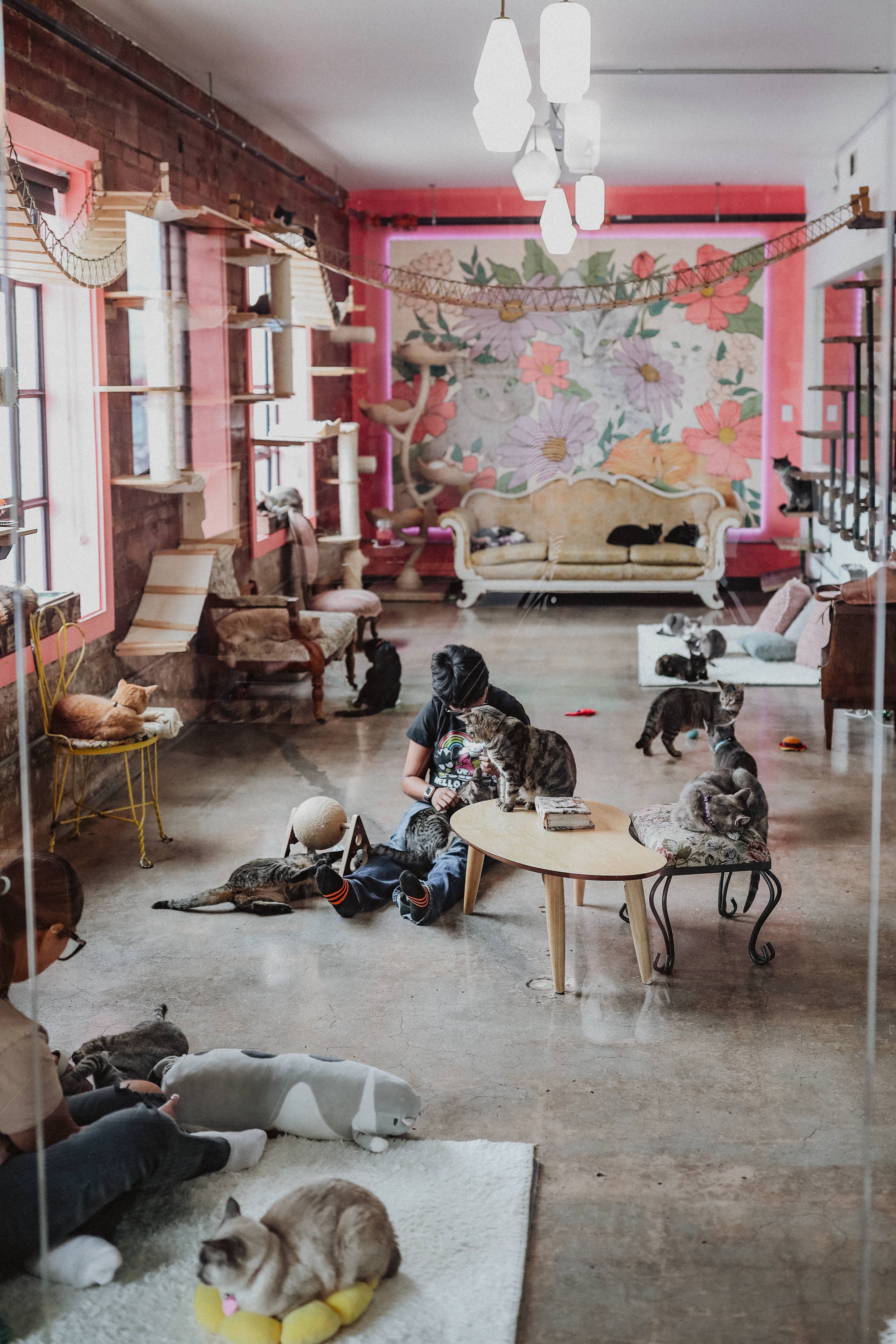 キャットフード Moka Don't Stress Meowt Cat Cafe — edibleOKC