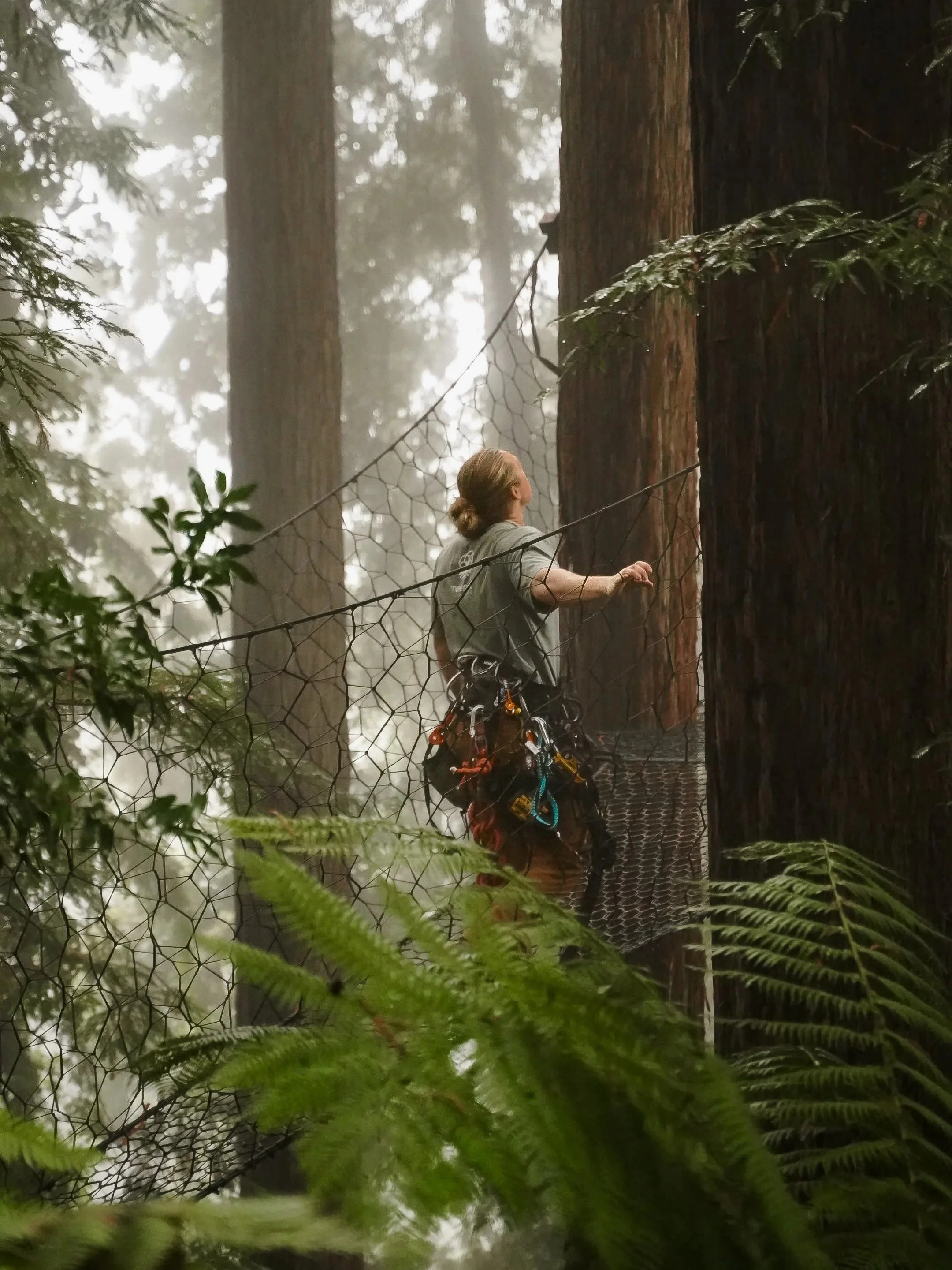 The Redwoods Ascent