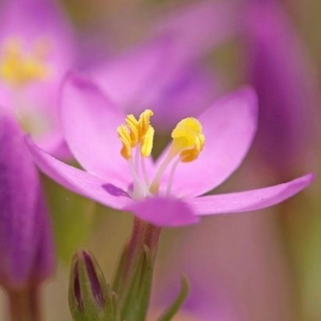 centaury1.jpg