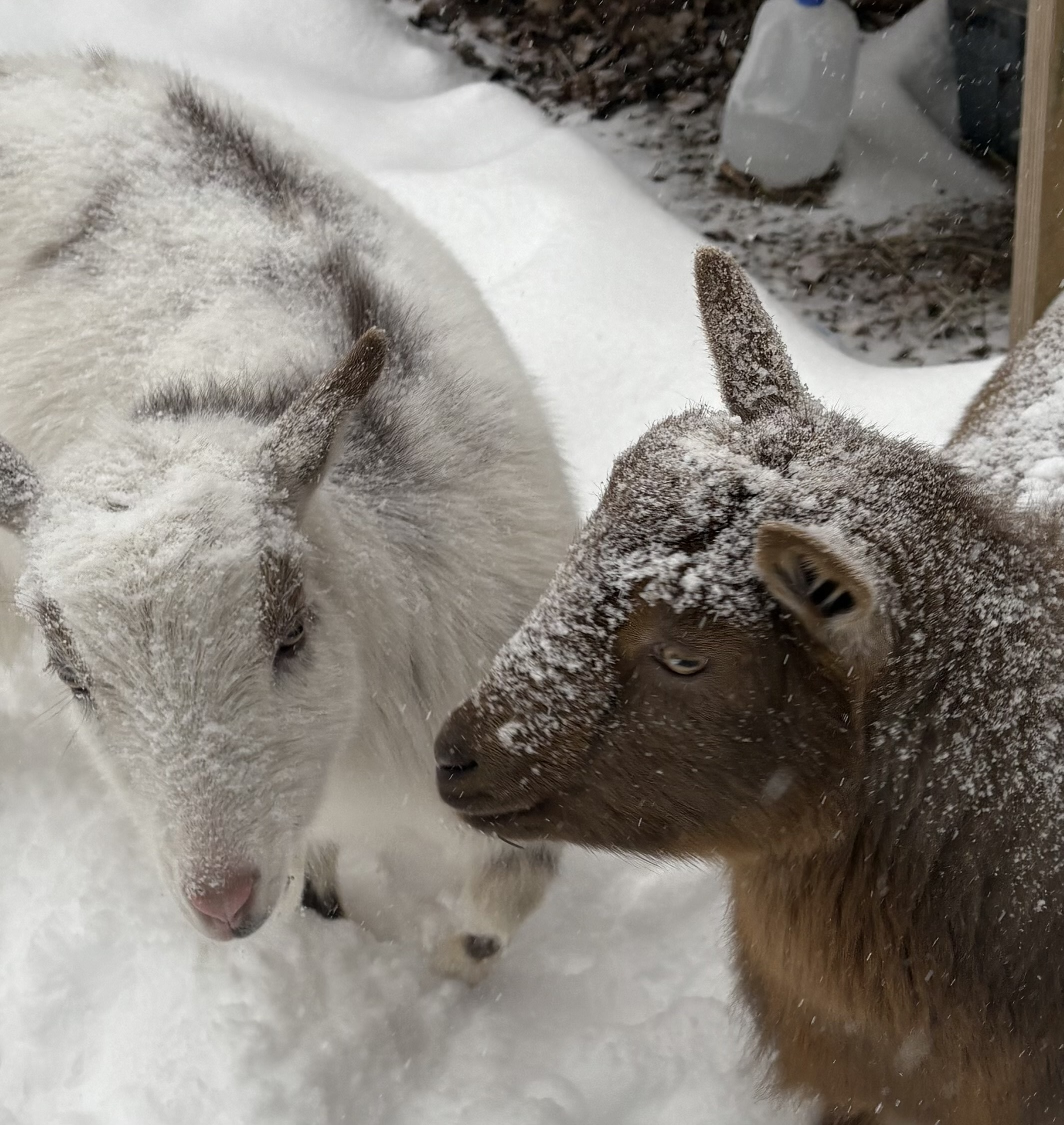 Goats in the snow