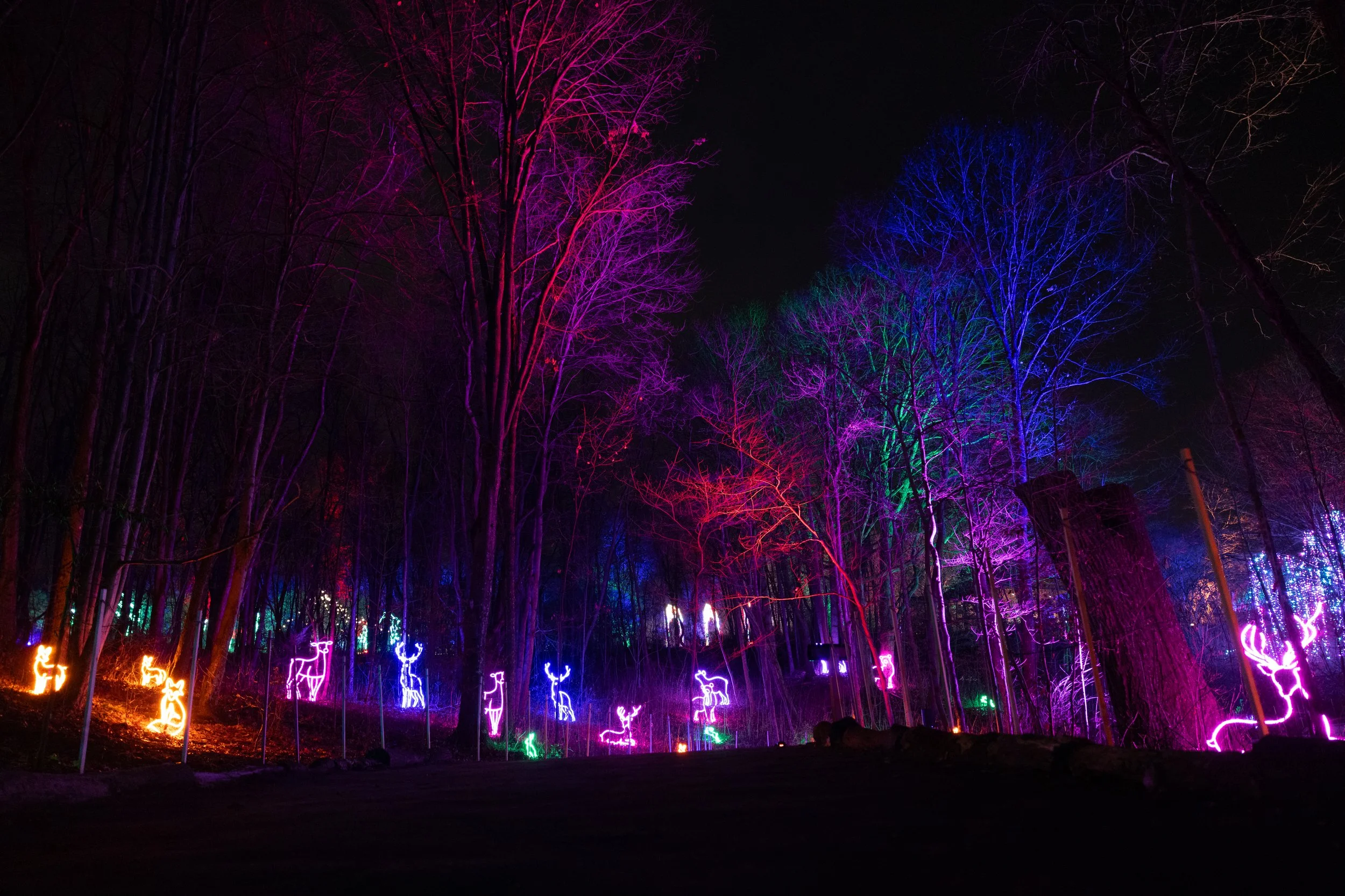 Nighttime scene in a forest with colorful illuminated reindeer and deer figures among the trees, with trees outlined in vibrant purple, pink, blue, and green lights.