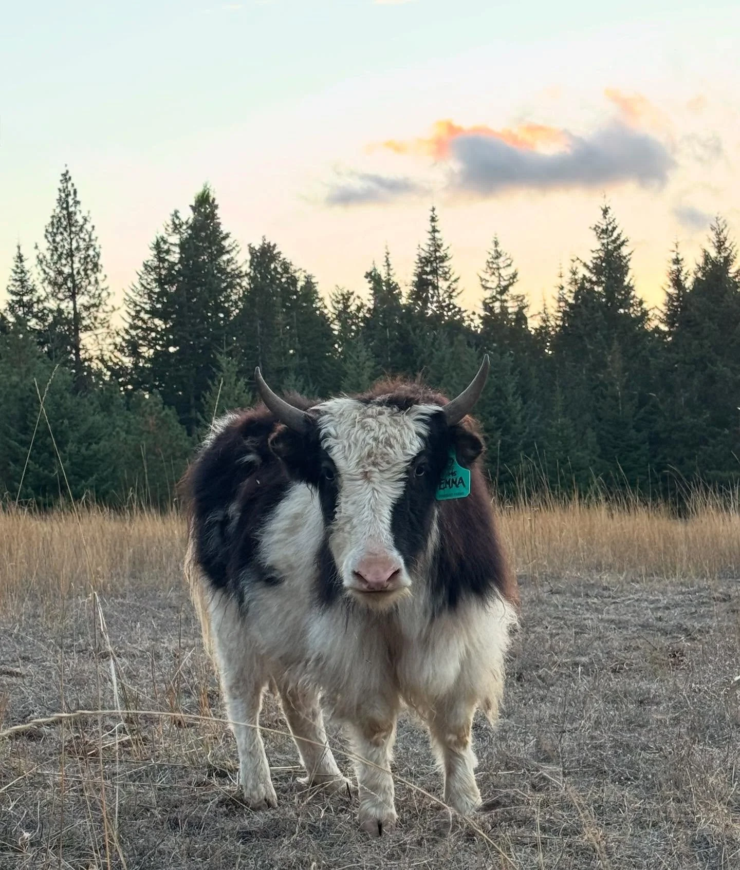 Super model

Loving all the fall pictures being posted and the evening light is absolutely spectacular!

Caught some really great shots of Emma recently. She is a more hesitant (like our other Royal, Rosanna) but her love of cookies gets the best of 