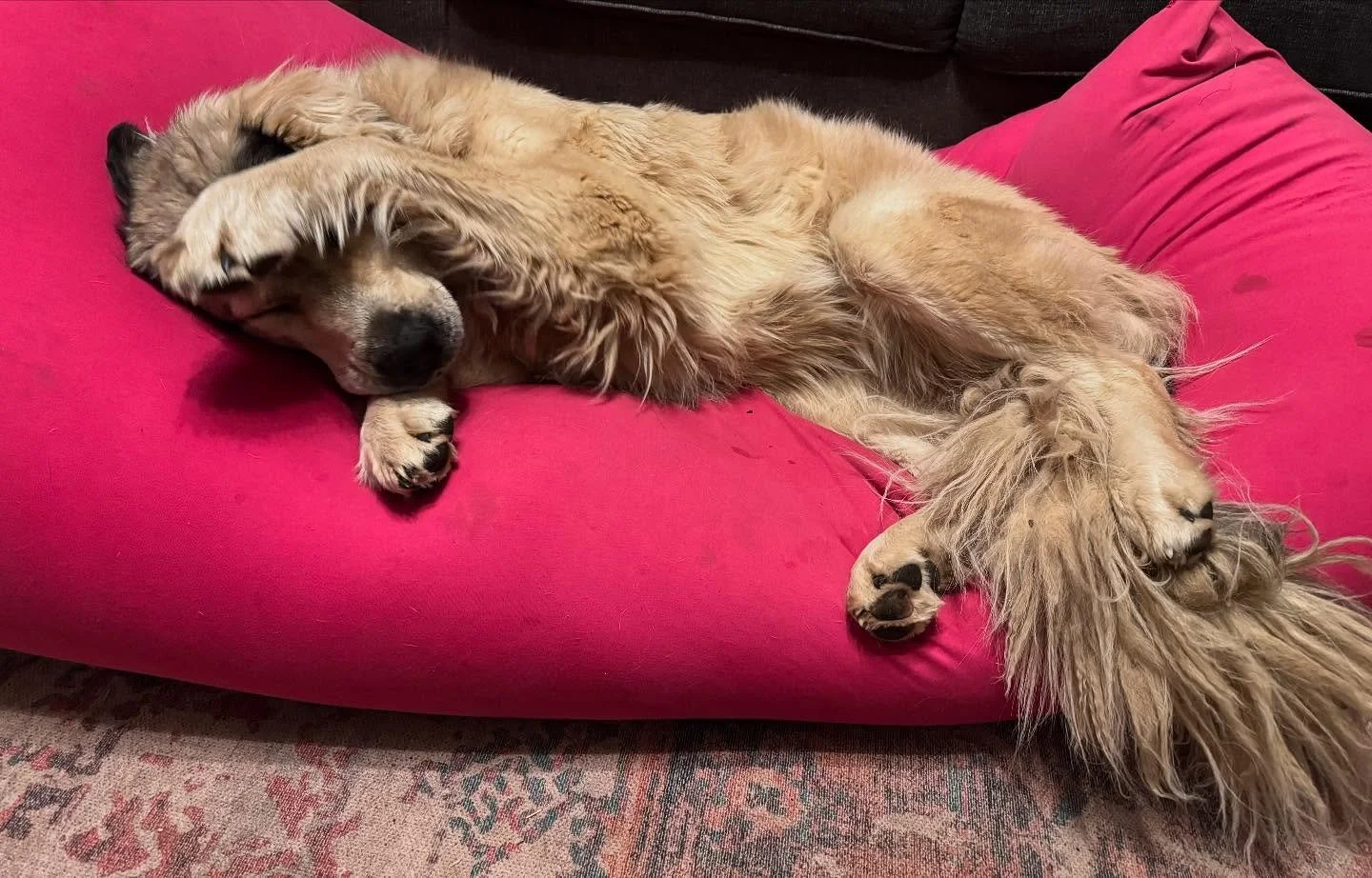 Case of the Monday&rsquo;s?

Anyone needing an excuse to go back to bed today, Lucy says you&rsquo;ve earned it!

The kids brought the beanbag lounge out for movies this weekend and for whatever reason, both of our kangals are CRAZY about this bean b