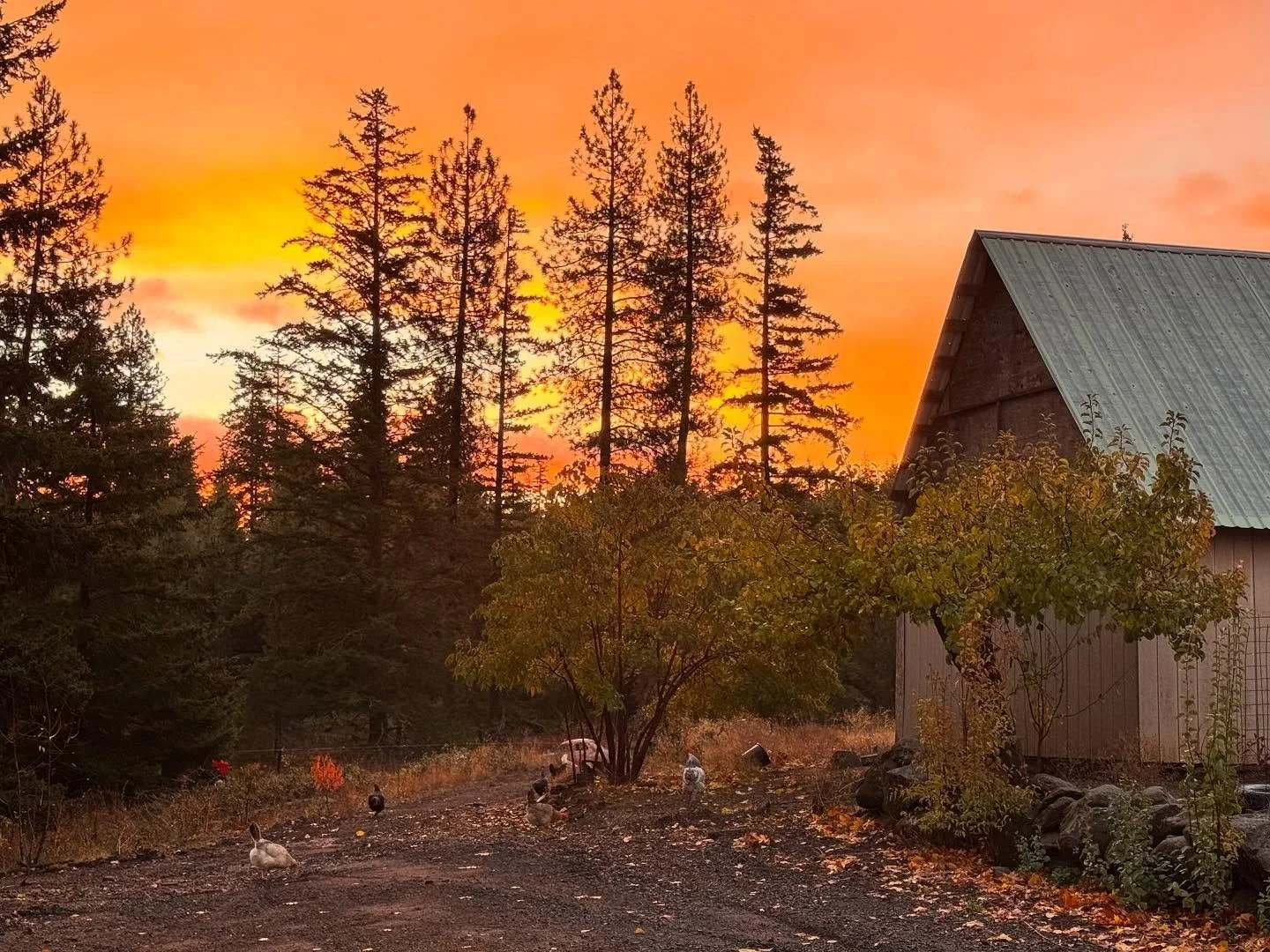 No place like home

I knew I&rsquo;d be missing home on my travels this week so  took a moment to enjoy the beauty before I left.

Enjoy! #nofilterneeded #farmlife