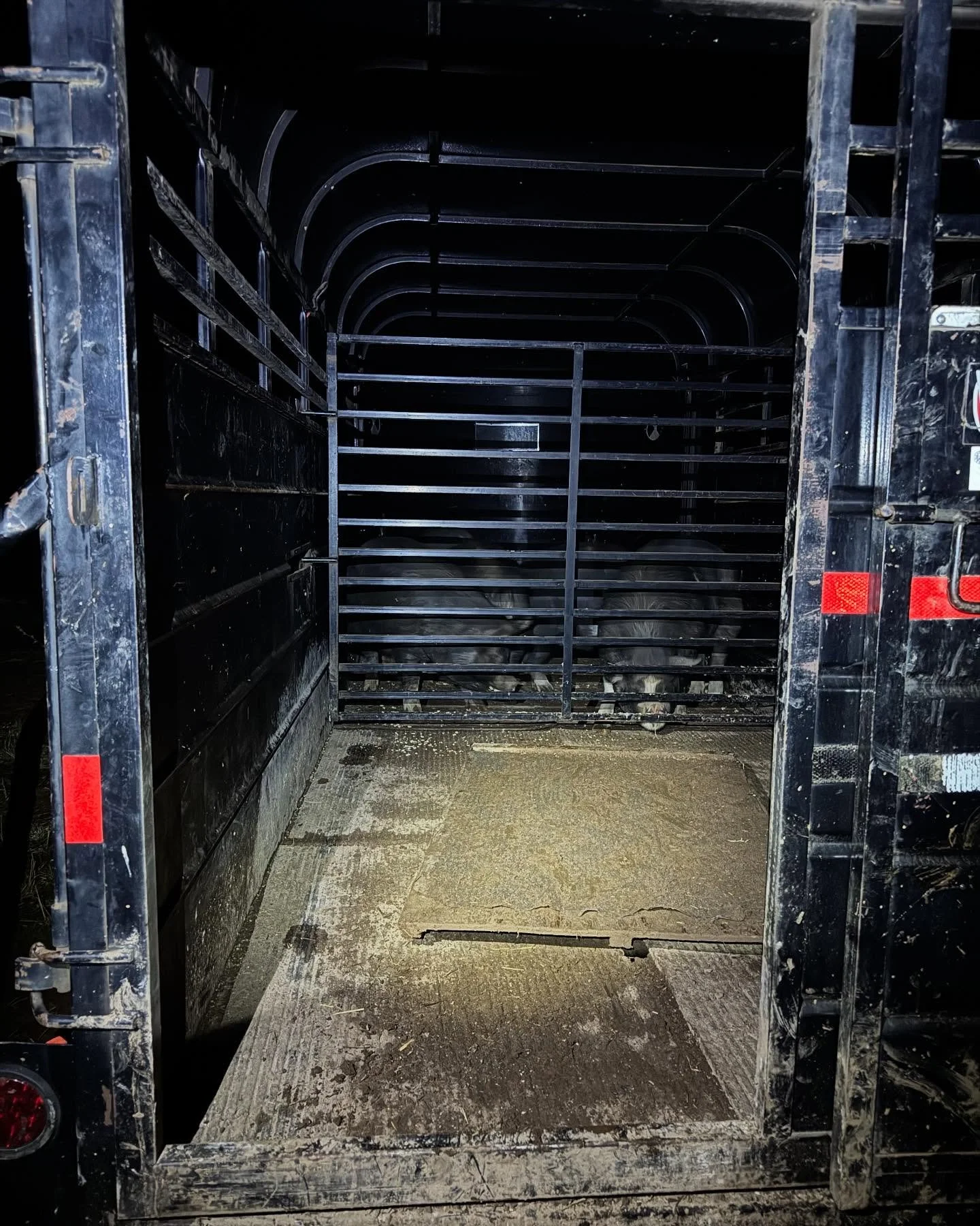 Pasture to plate

And then there were three! We delivered the last of the 2025 born bacon seeds to Siebert Custom Slaughter &amp; Meats LLC this morning and are beyond grateful for the time we had together and the nourishment they will now provide ou