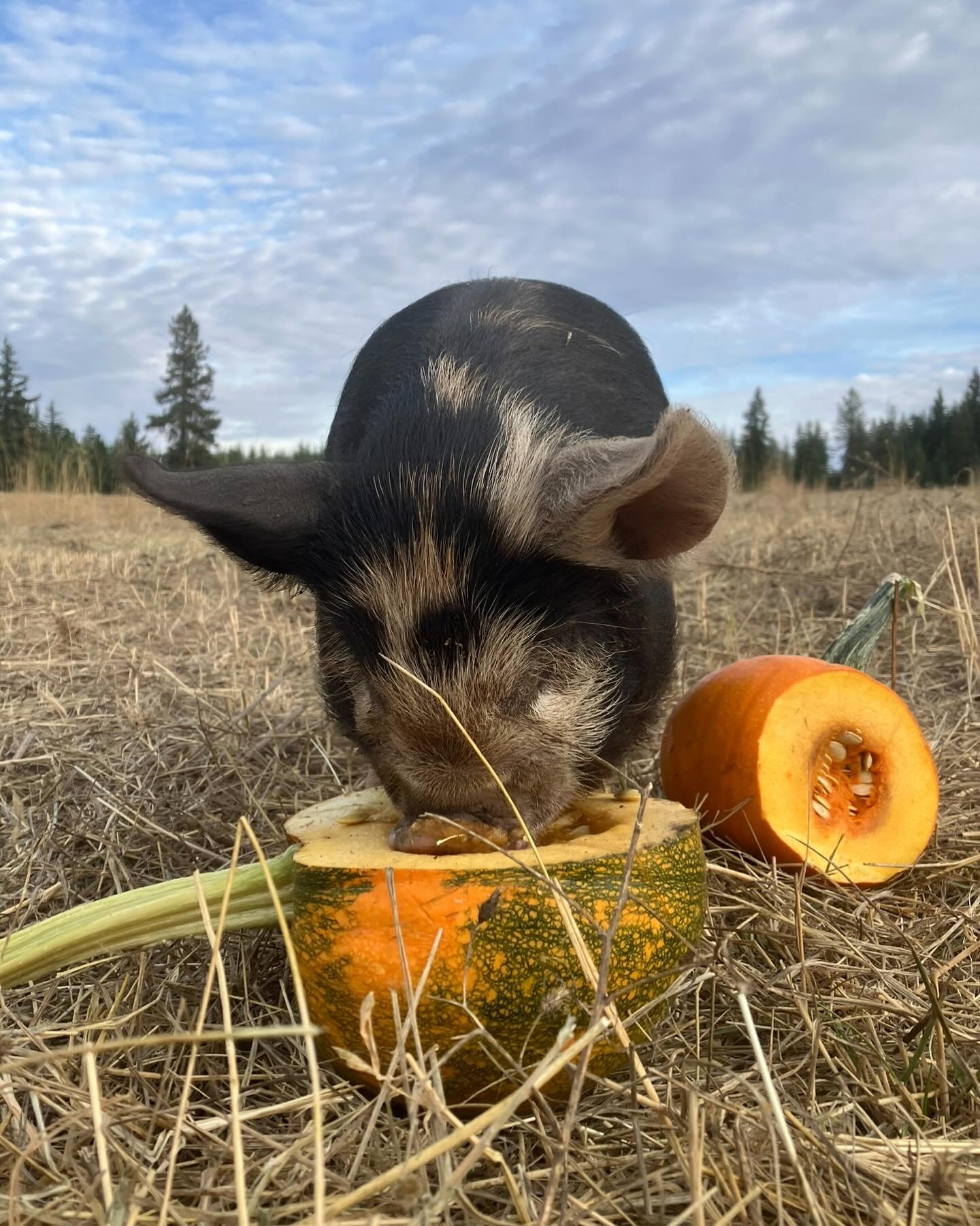 Happy Halloween!!!!!!!!!!!!!

Hope everyone has a delightfully spooky day/evening.

And when you are done with your (uncarved) pumpkins, we&rsquo;d be happy to take them off your hands!