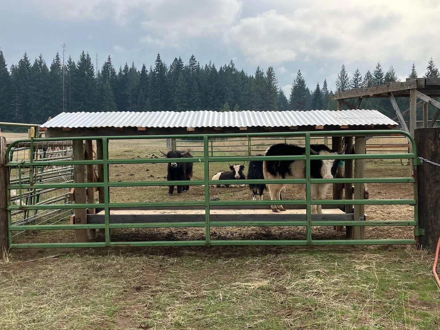 Snack shack

Still plenty of projects to wrap up before the snow flies and the latest to make it across the finish line is a hay feeder/mineral shelter.

We are currently feeding hay in the pasture, focusing on the poorest areas, but once the snow co