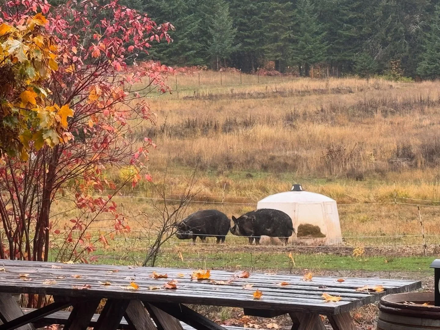 Finally!

Yesterday it was brutally blustery and rainy, but clearly finally juuuust right for Aspen to decide to get his act together and seal the deal with Pistachio. Wooohoooo!!

We have been trying to breed with him since March and no success. Wit