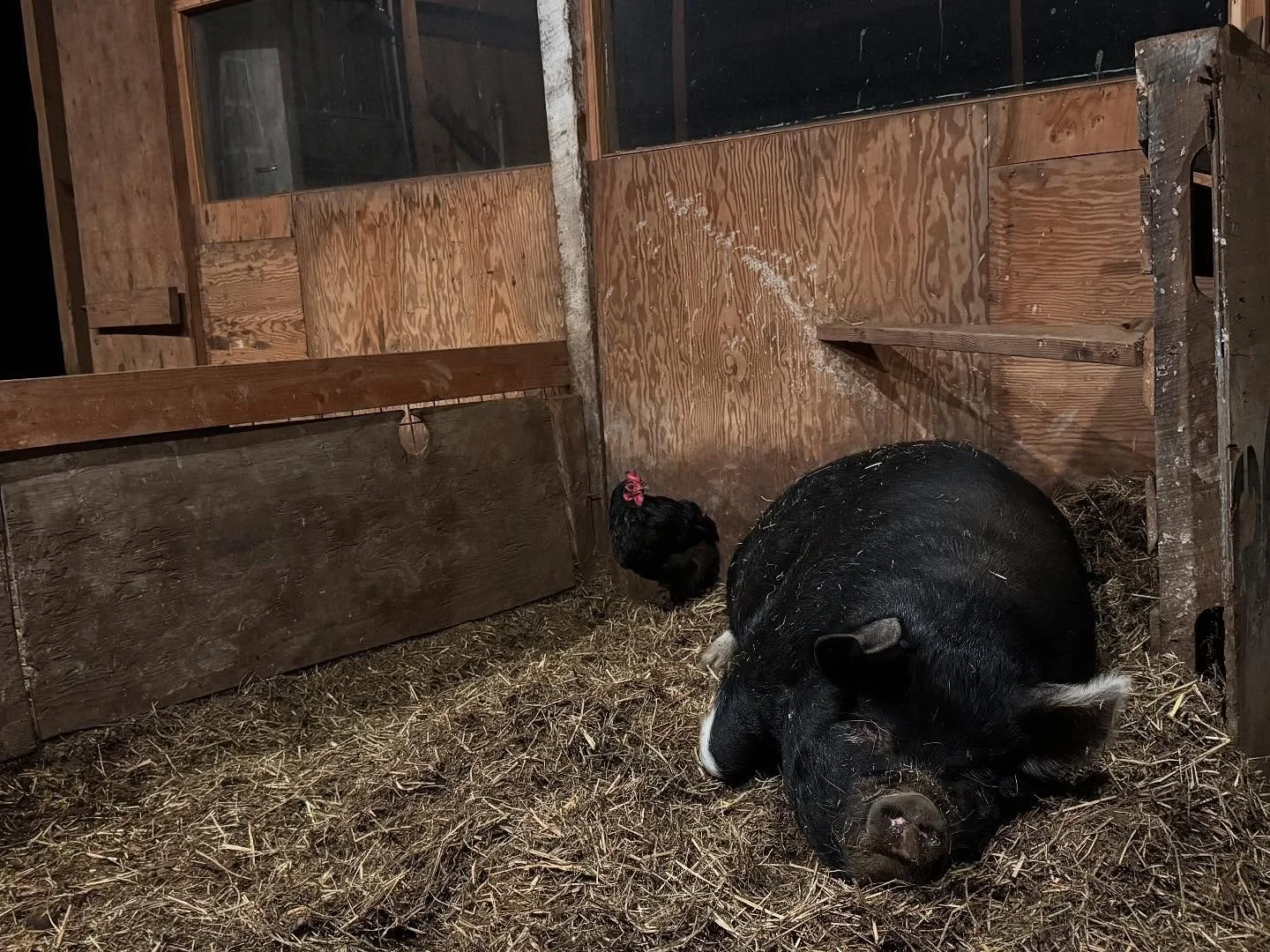 Thank you for being a friend!

Pistachio has been enjoying the penthouse suite of the &ldquo;pig barn&rdquo; paddock and it apperas, had a couple friends move in.

Our feral chickens have always loved to explore the barn and lay eggs in THE MOST hard