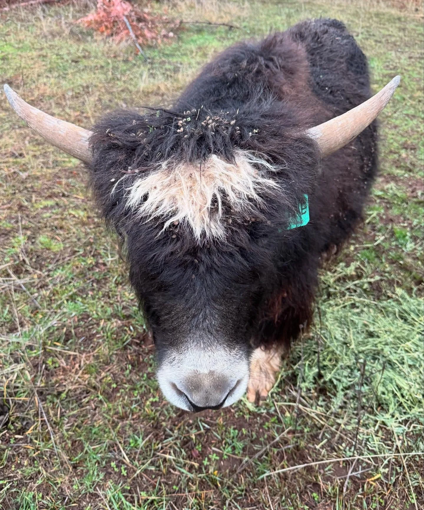 Reprieve 

We finally got a break from the driving winds and deluge of rain yesterday. It was wonderful!

It&rsquo;s amazing how quickly the yaks dry out but from their recent adventures in the woods they are covered with &ldquo;hitchhikers&rdquo;.

