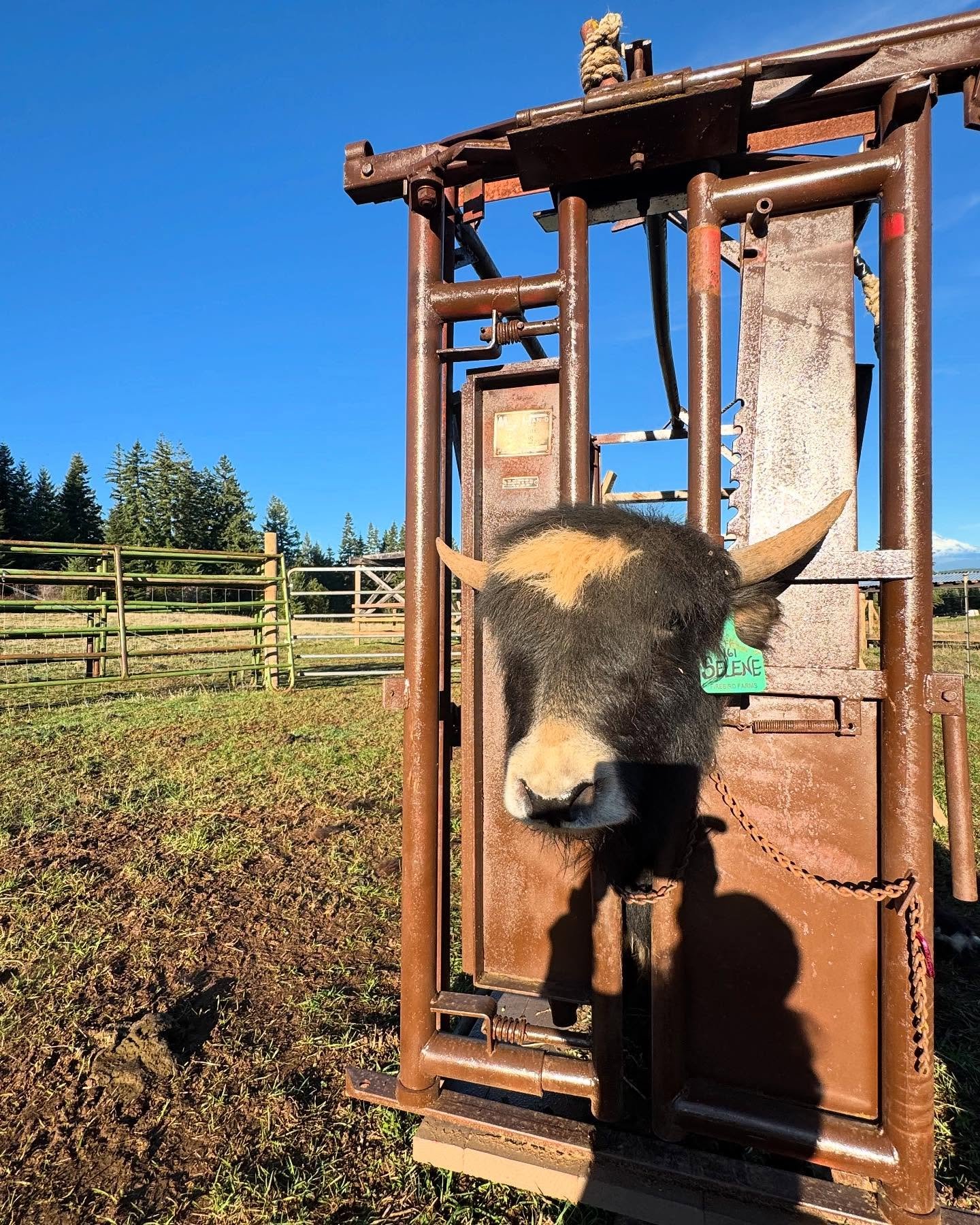 Oh shoot

It was a milestone weekend with us &ldquo;successfully&rdquo; working the yaks through the chute both days.

With the beautiful weather it was the perfect time to give it a go.

Thankfully for all of us, we got better with each yak/run, so 