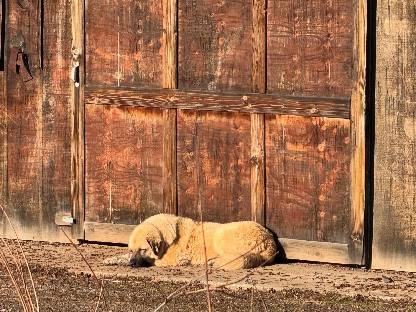 Alllllllways watching 

When you guard all night, the daytime guarding becomes a bit challenging.

Once again, LeeLoo is caught &ldquo;resting her eyes&rdquo;.

In her defense, she was in the house in the second pic, so probably okay to take it down 